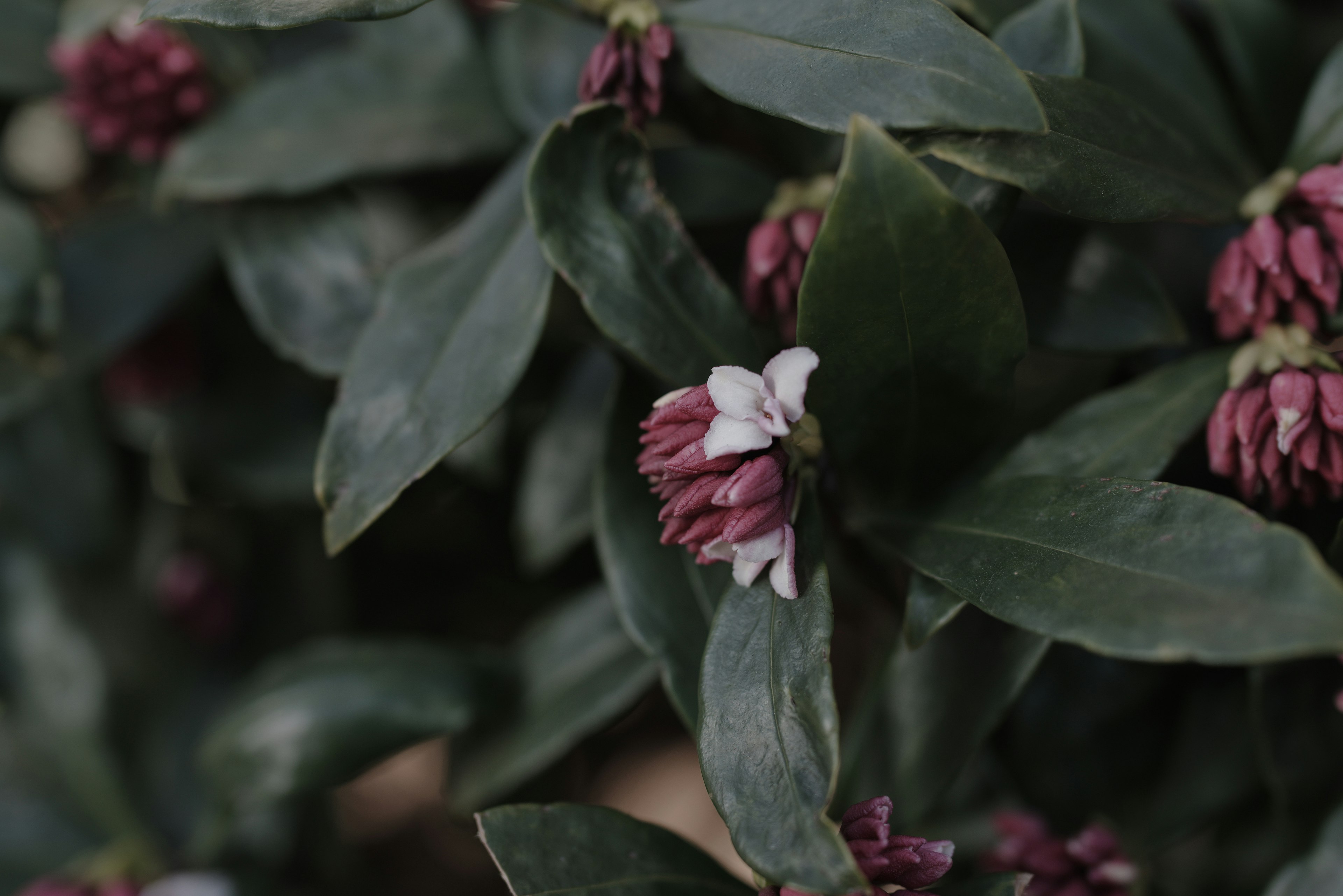 Primer plano de una planta con flores moradas y blancas entre hojas verdes