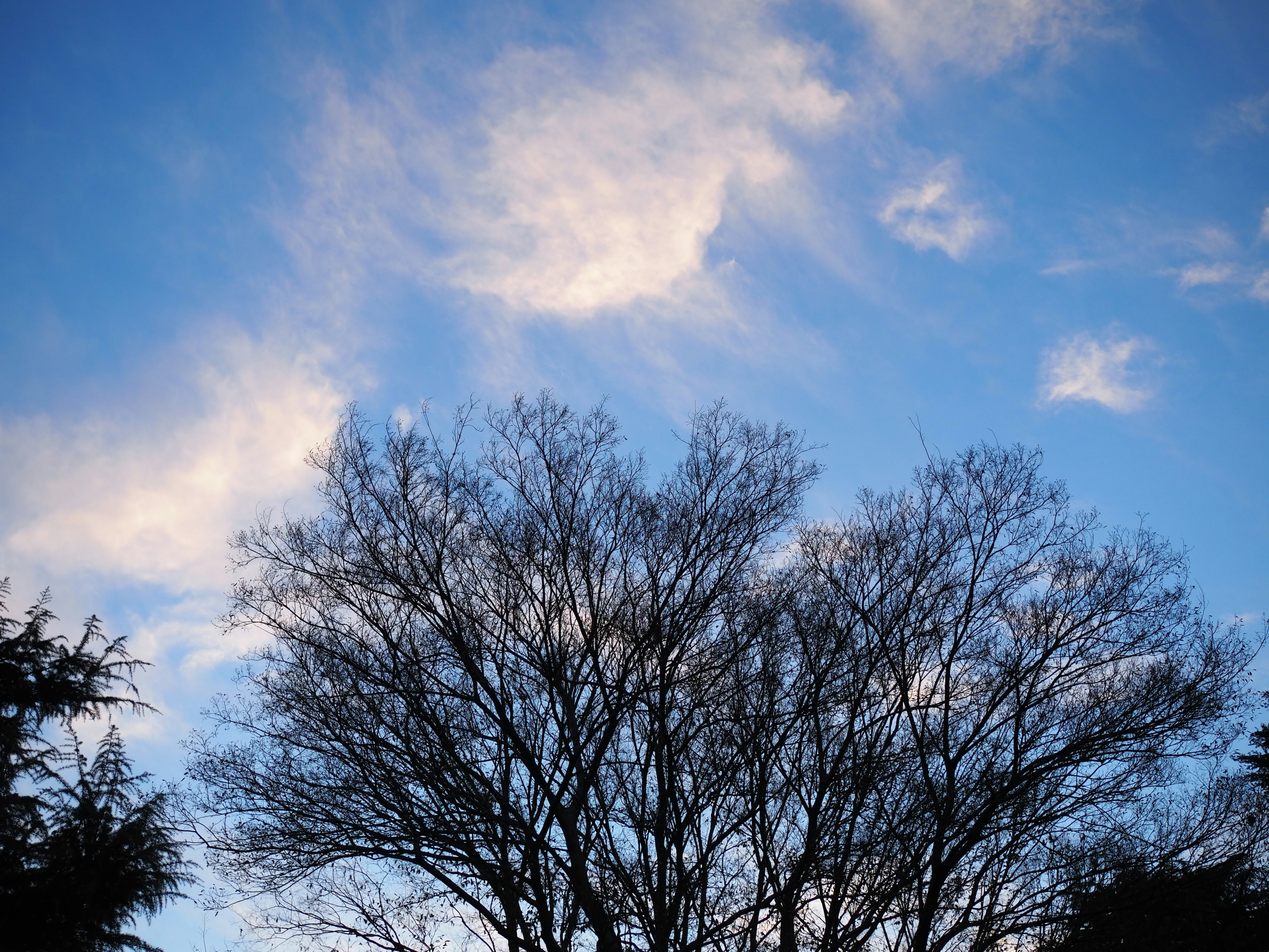 Branches d'arbre en silhouette contre un ciel bleu avec des nuages