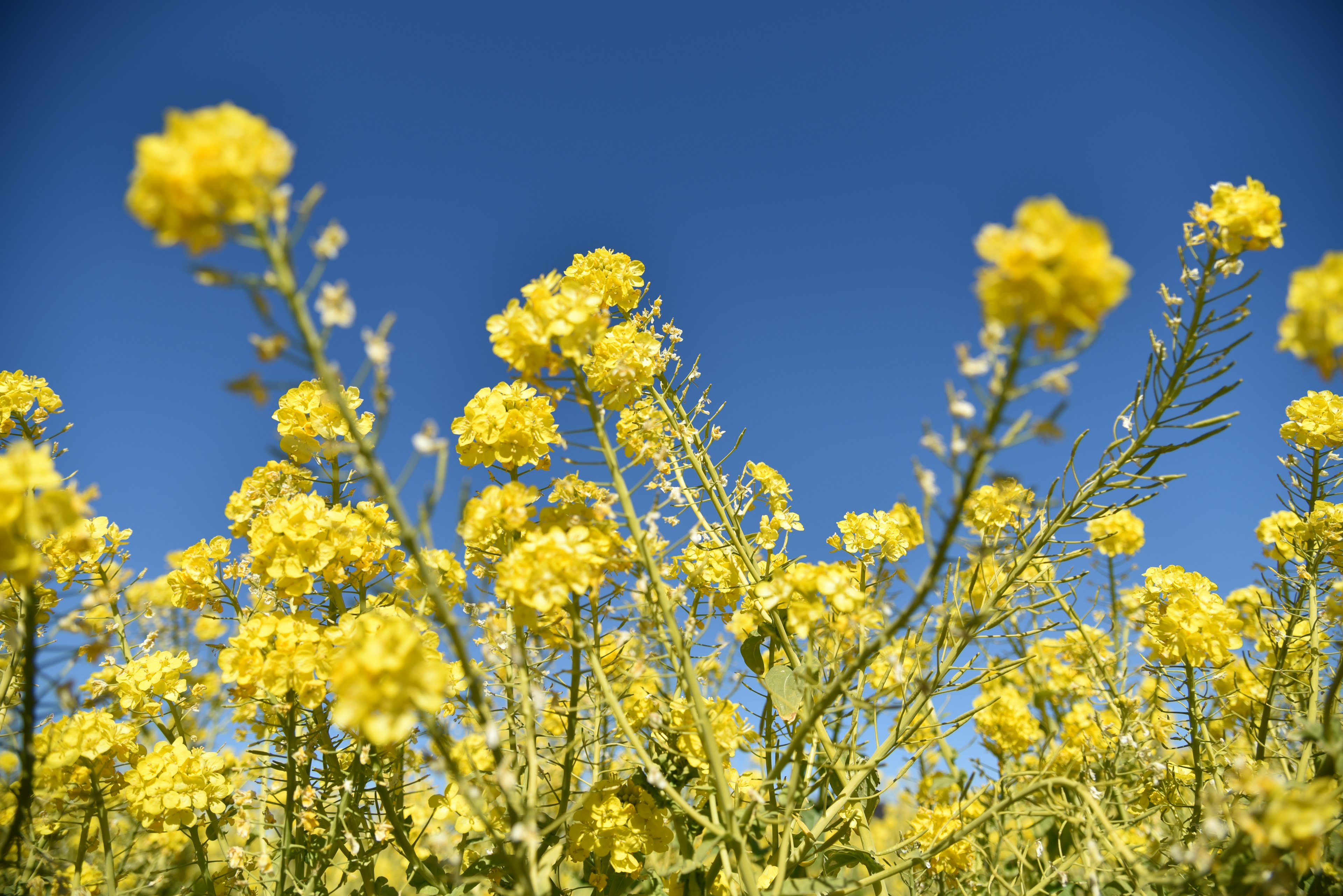 Ladang bunga rapeseed kuning di bawah langit biru yang cerah