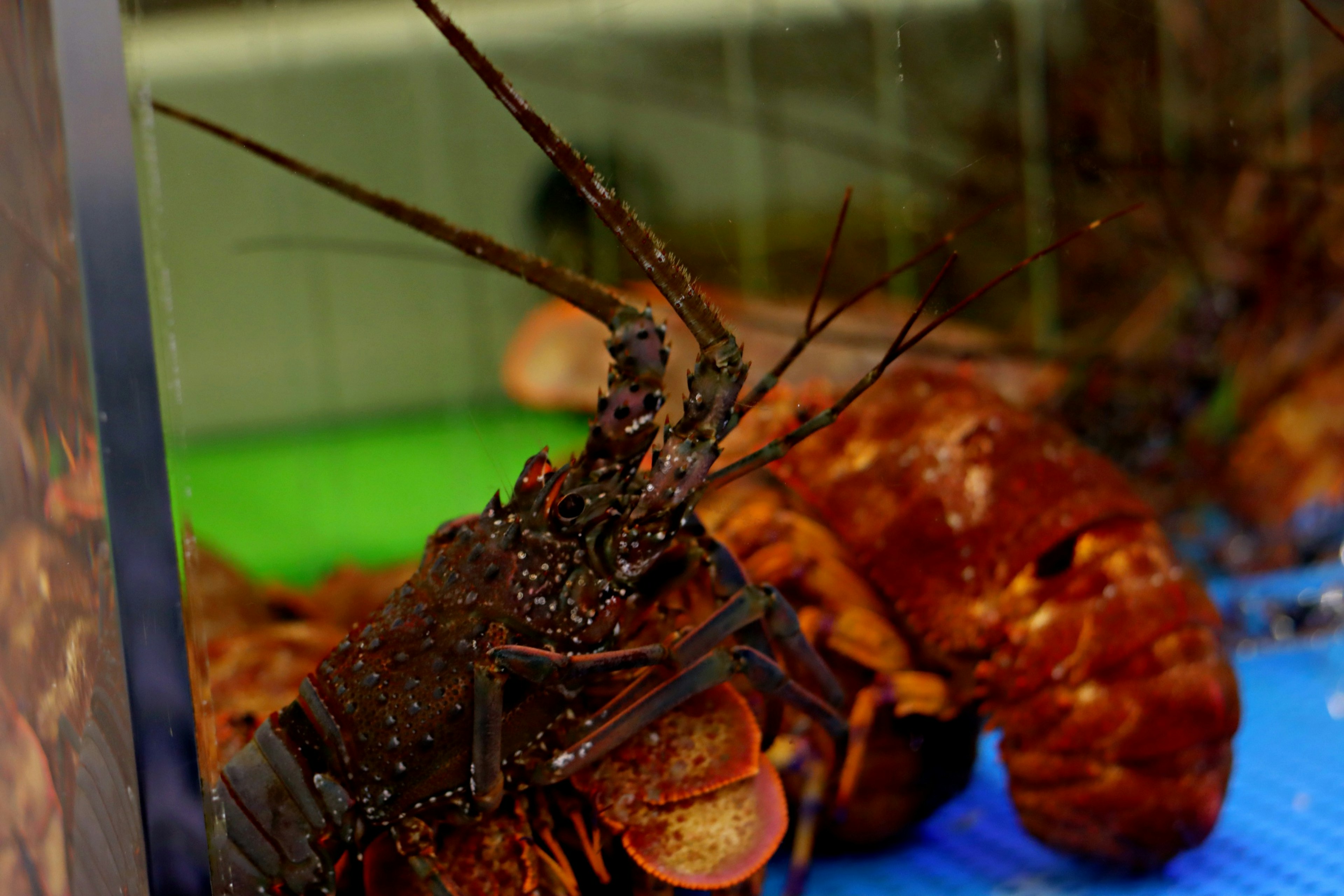 Lobster with prominent claws and antennae in a tank