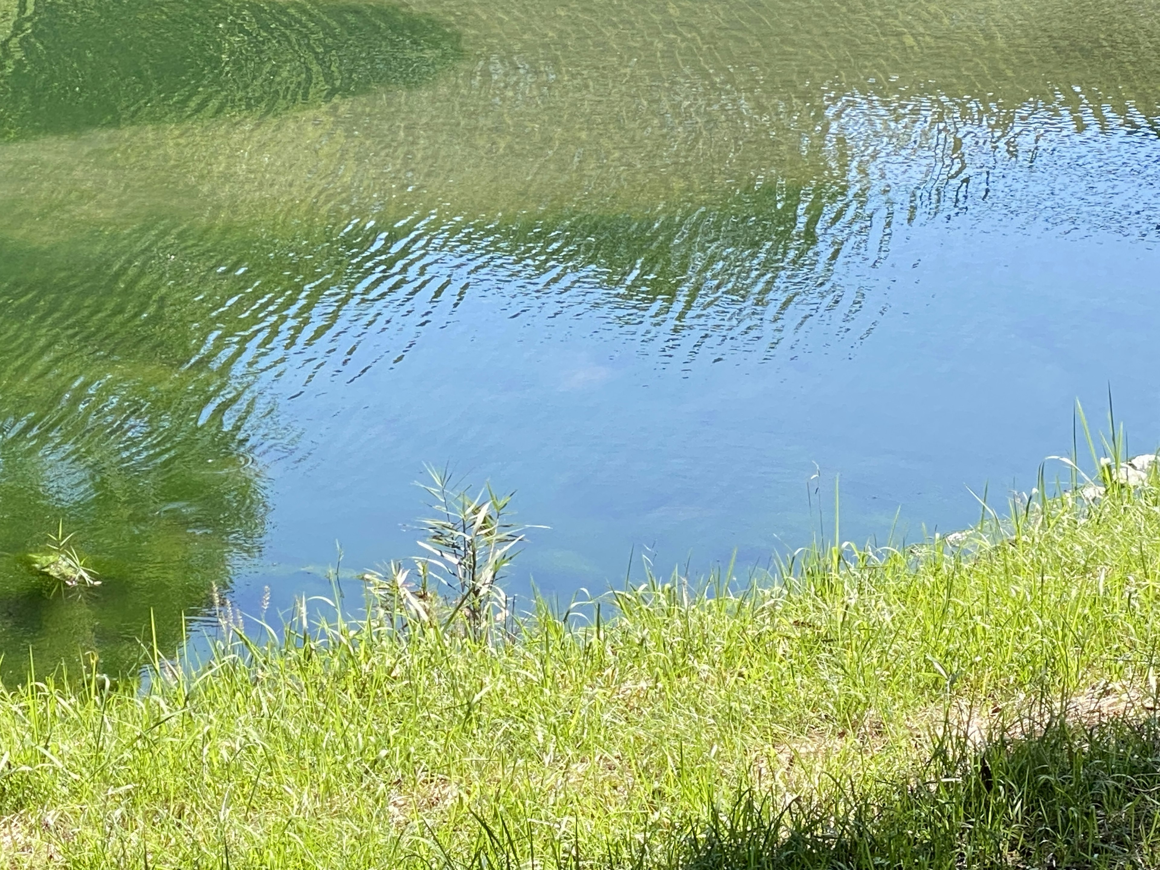 穏やかな水面と緑の草地の風景