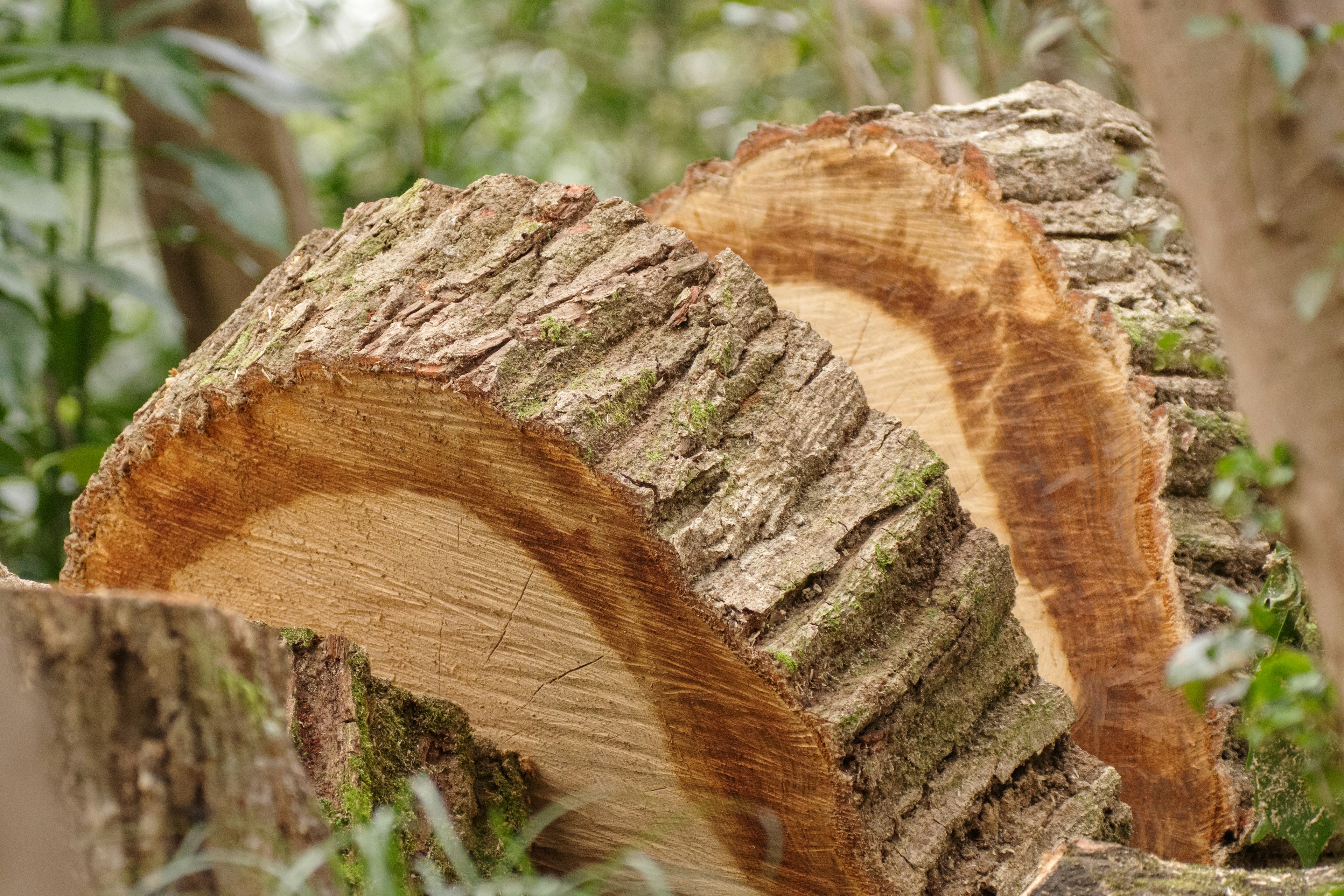 Primer plano de un tocón de árbol que muestra la textura natural de la madera y los anillos rodeados de vegetación