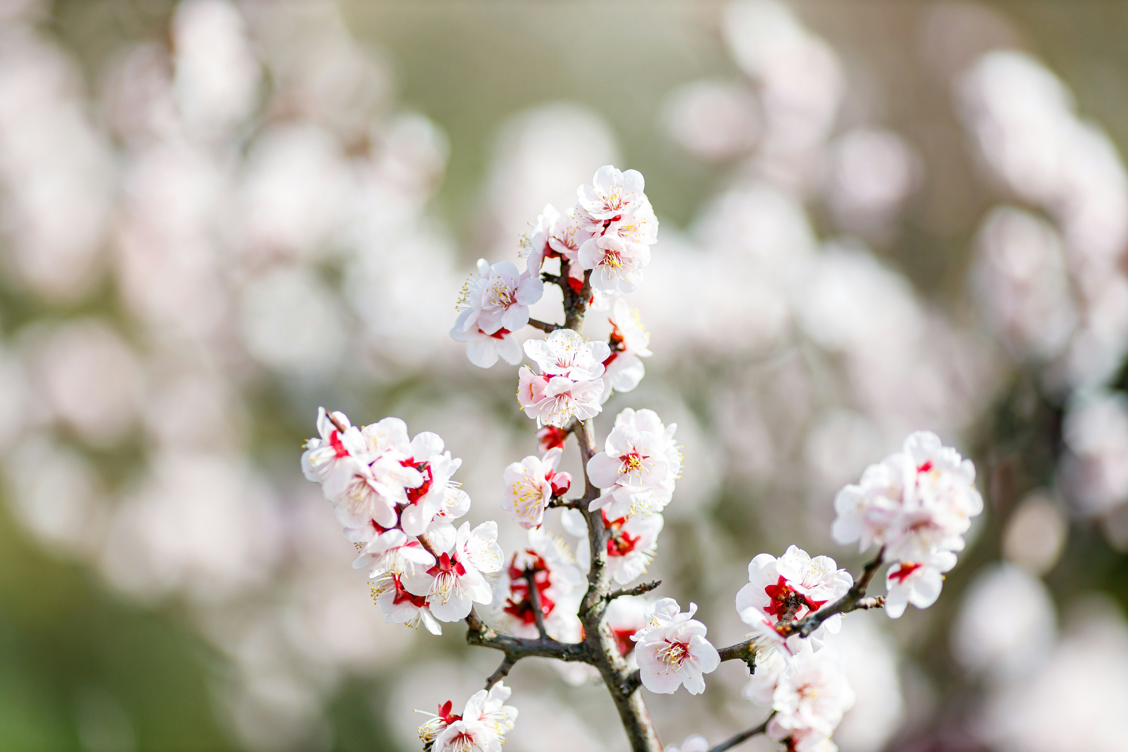 Nahaufnahme von Zweigen mit blühenden weißen Blumen