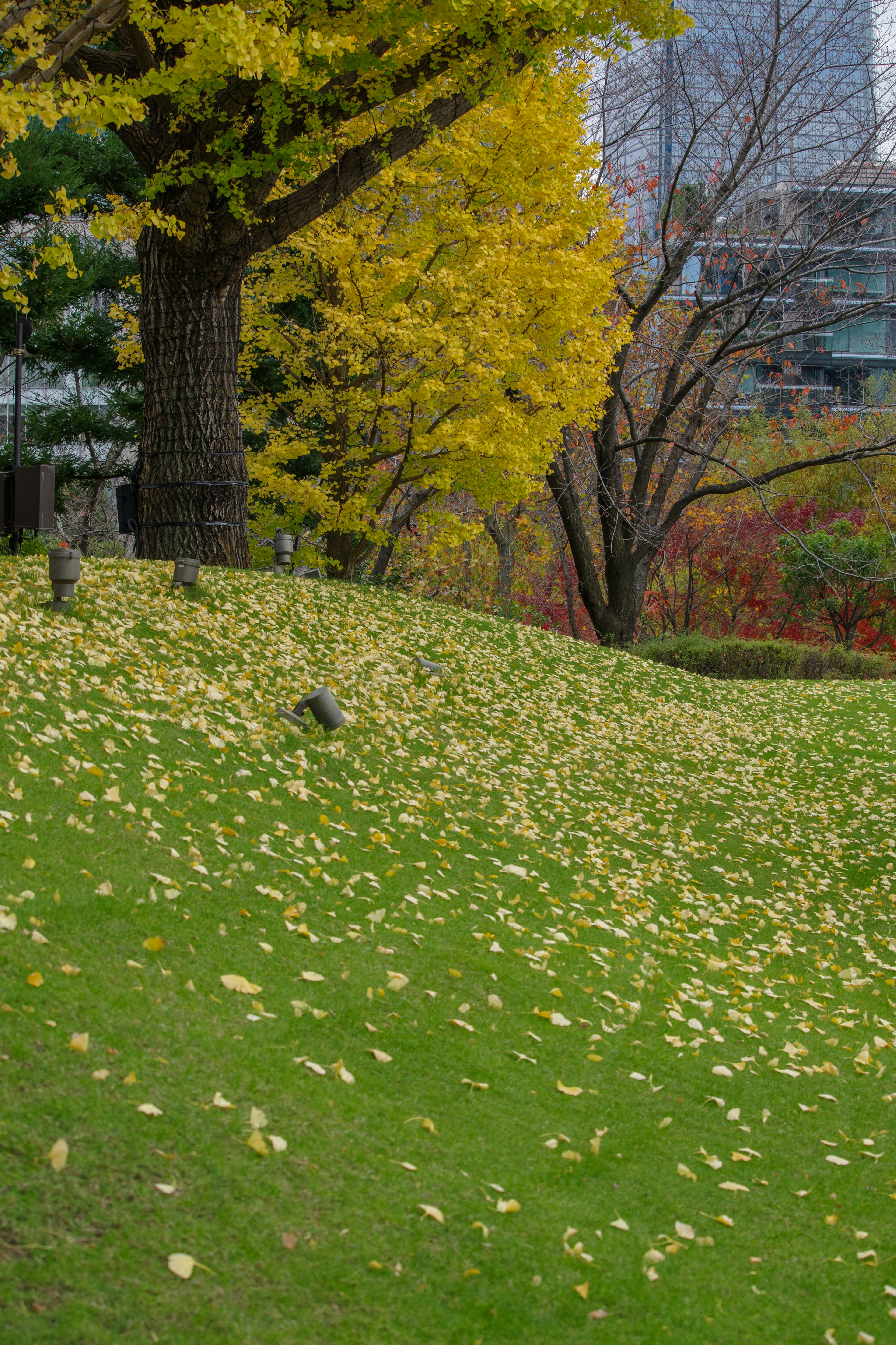 Paisaje otoñal con hojas amarillas esparcidas en una colina verde