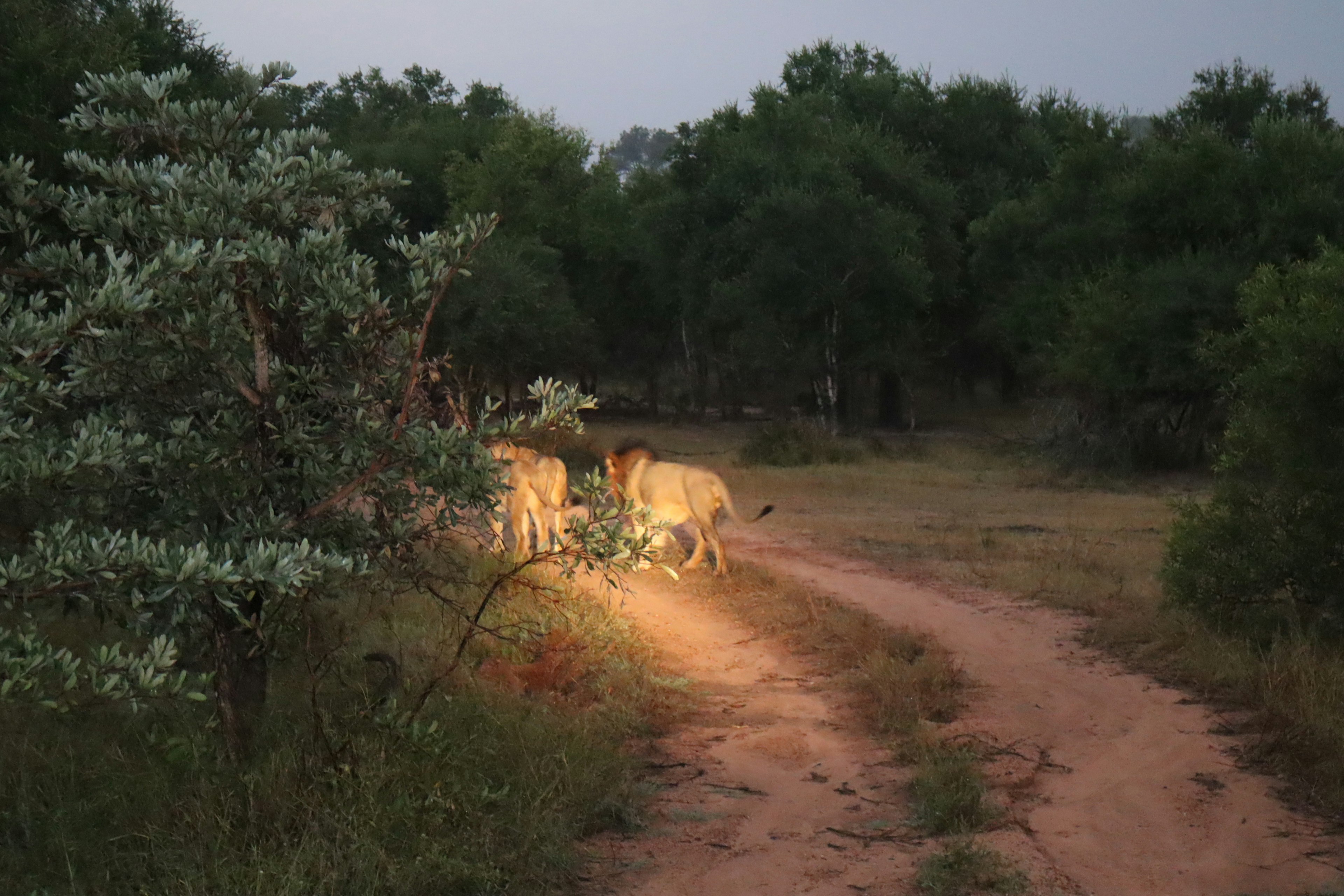 Des lions marchant le long d'un chemin de terre dans une savane faiblement éclairée