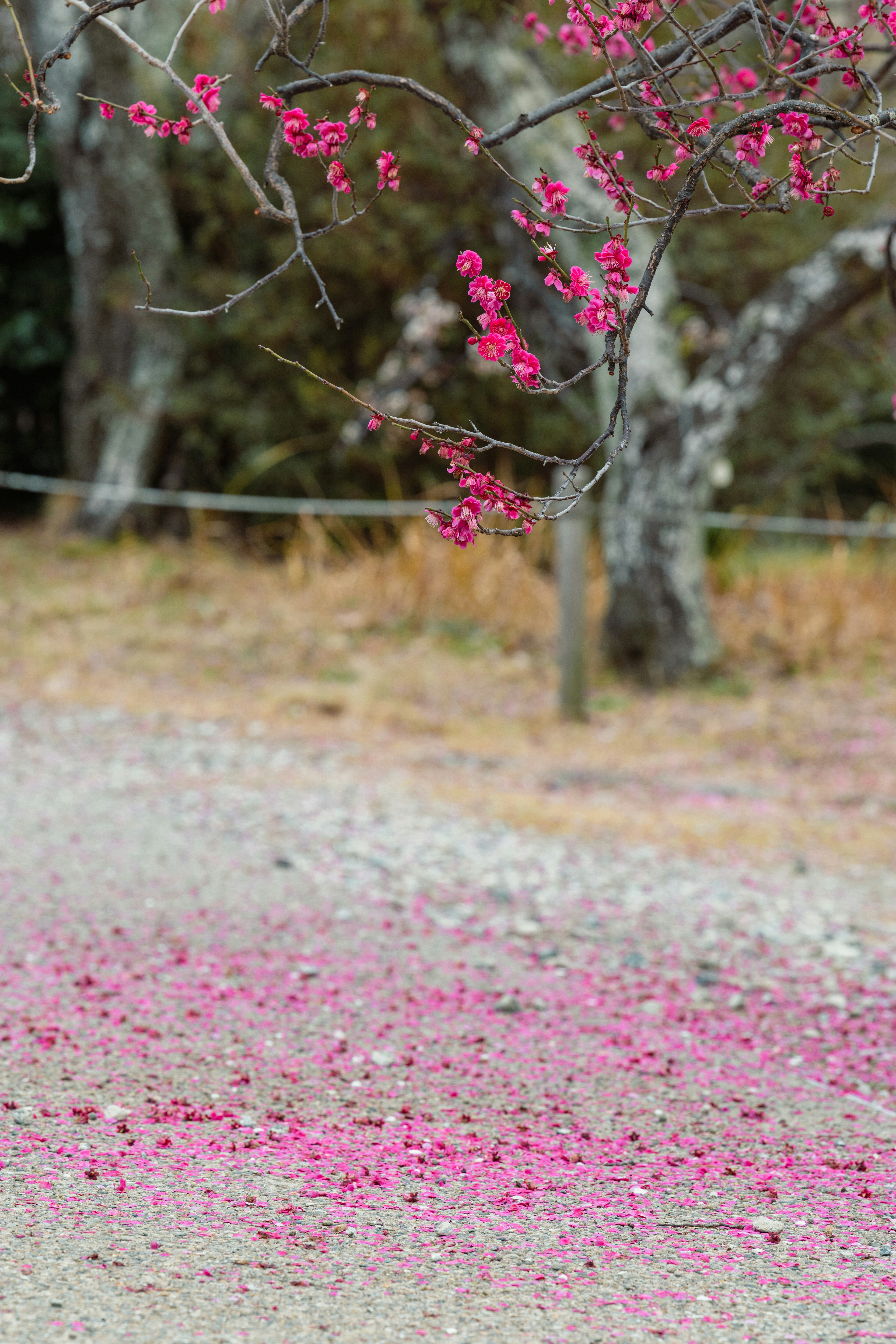 風景如畫的樹木，盛開著粉色花朵，地上散落著花瓣