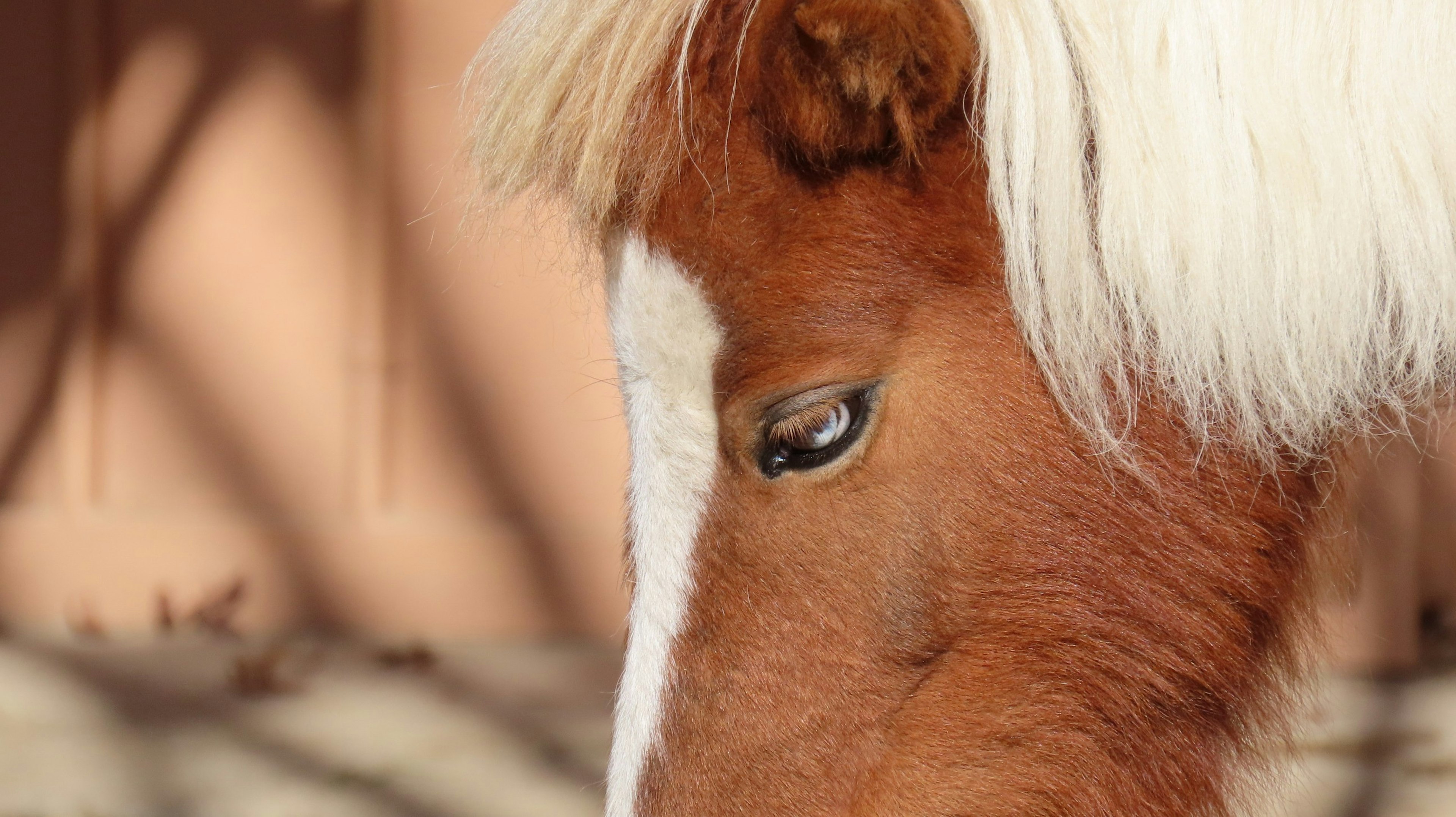 Close-up of a brown horse's face with a white mane and detailed eye