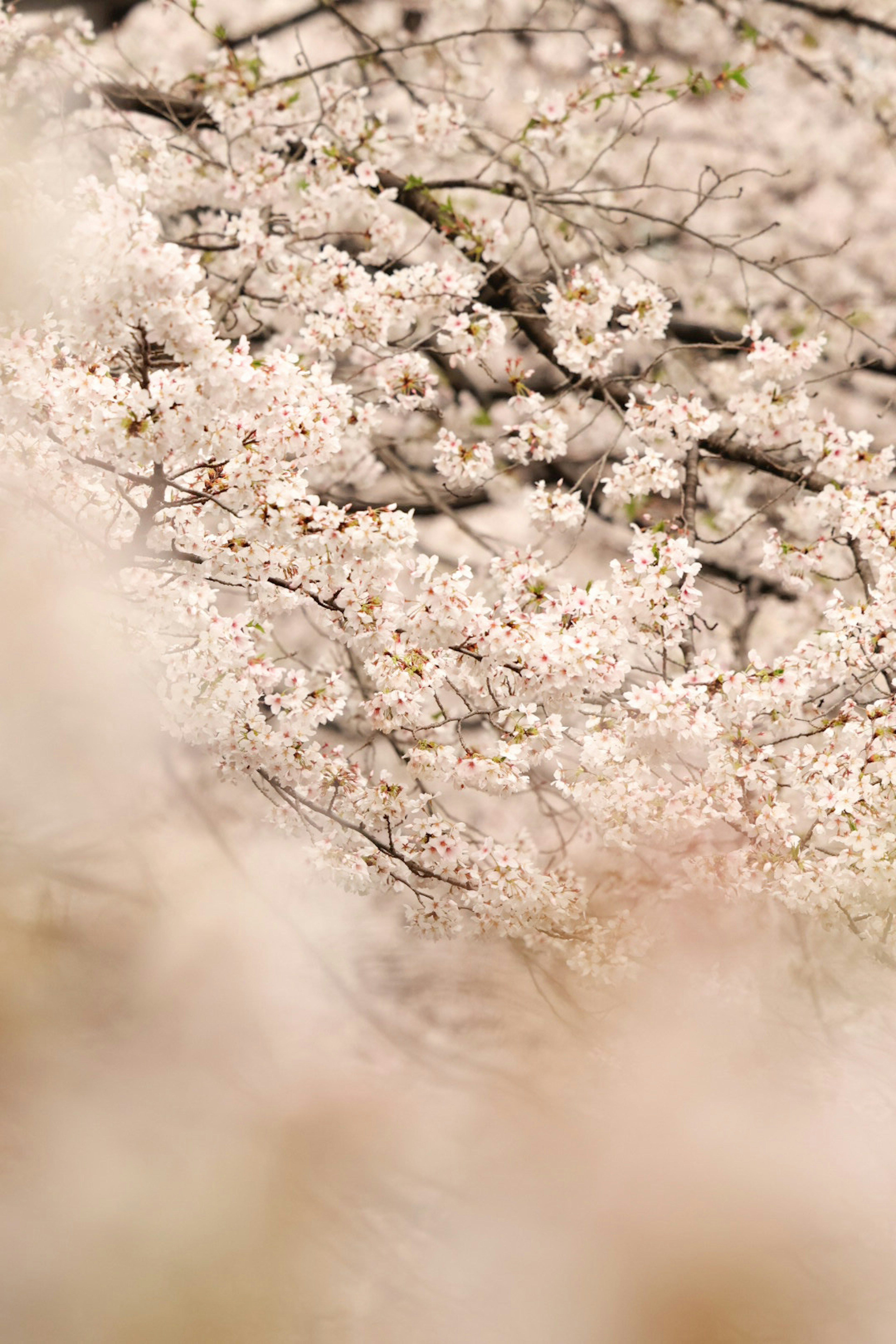 桜の花が咲いている風景のクローズアップ