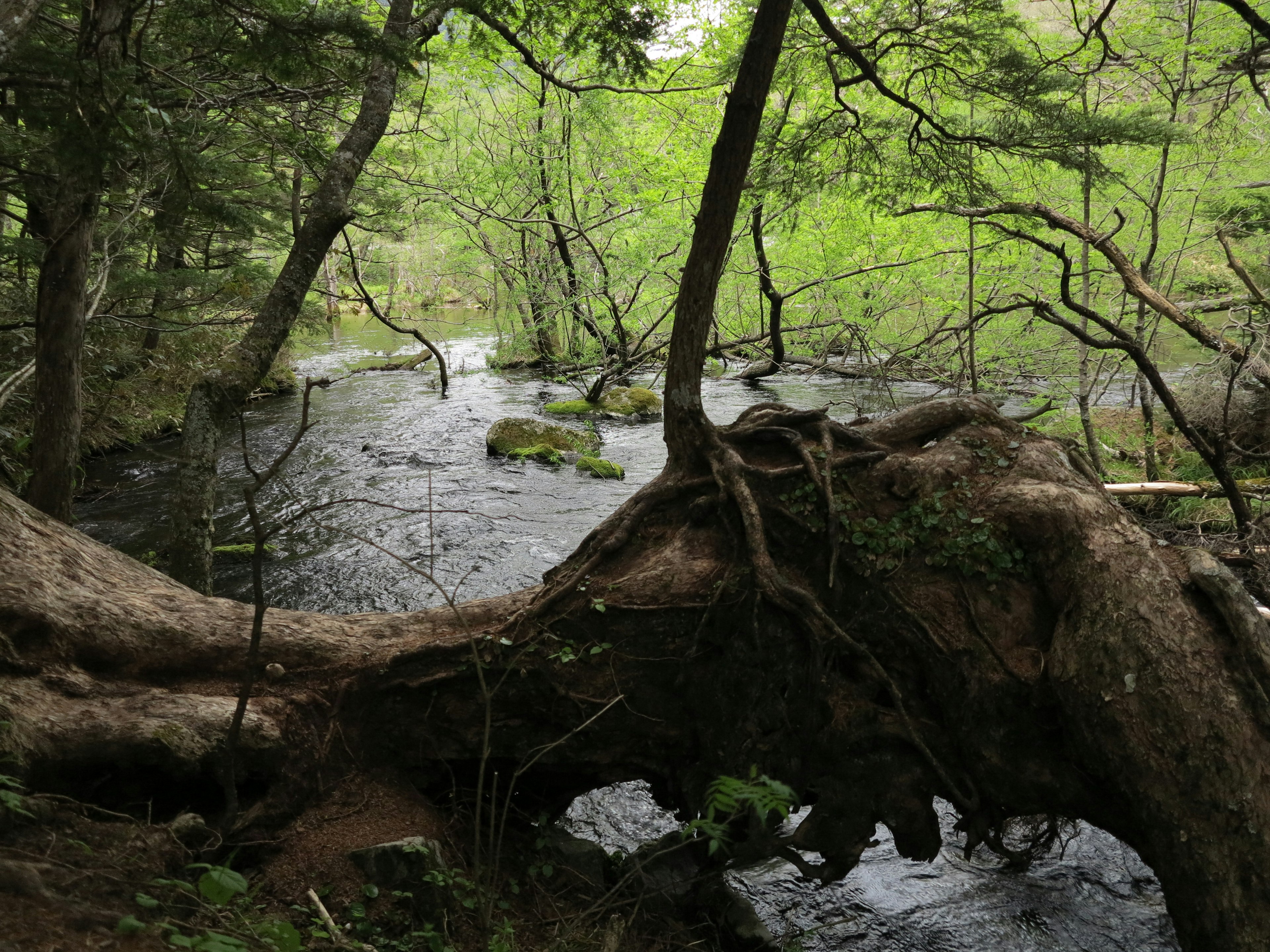 A flowing river surrounded by green trees and a large fallen tree