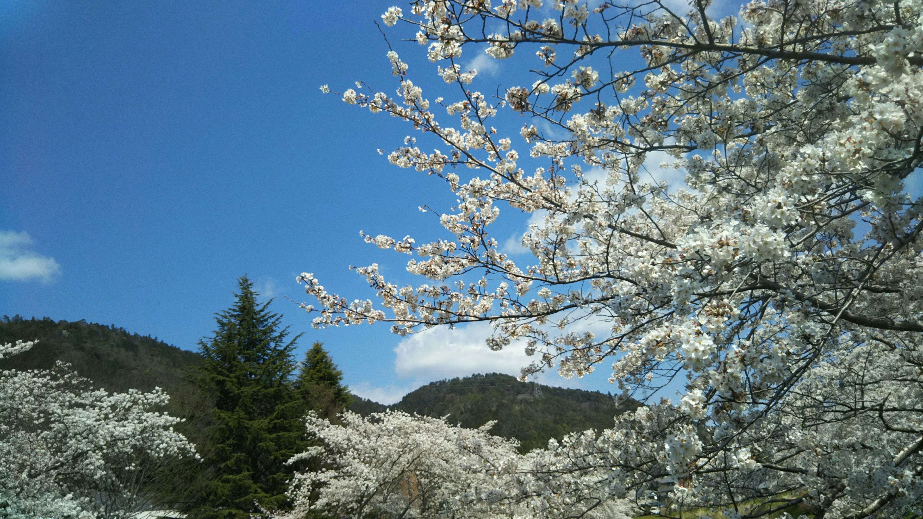 Szenische Ansicht von Kirschblütenbäumen vor einem blauen Himmel