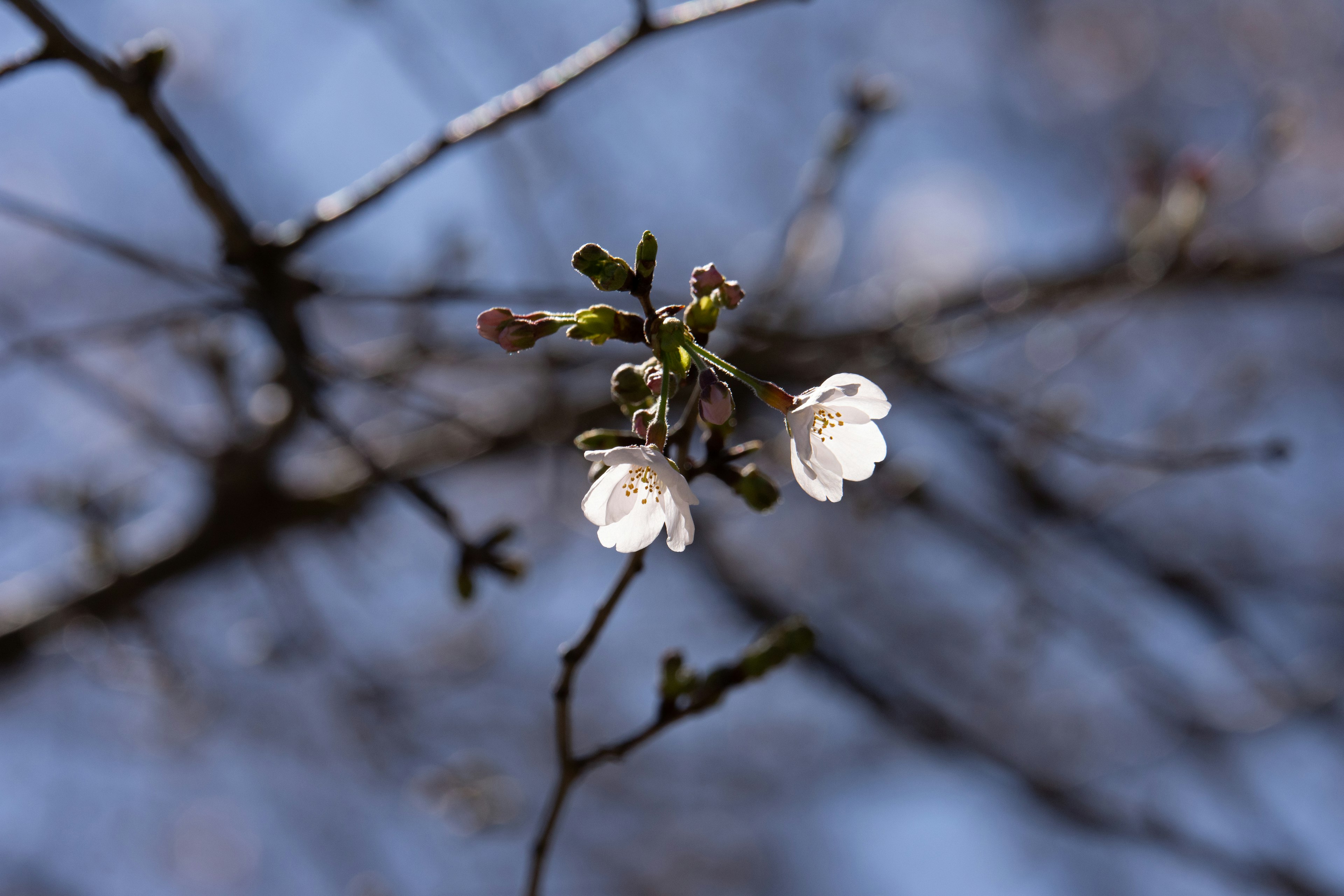 Fleurs de cerisier blanches en fleurs sur de fines branches sous un ciel bleu