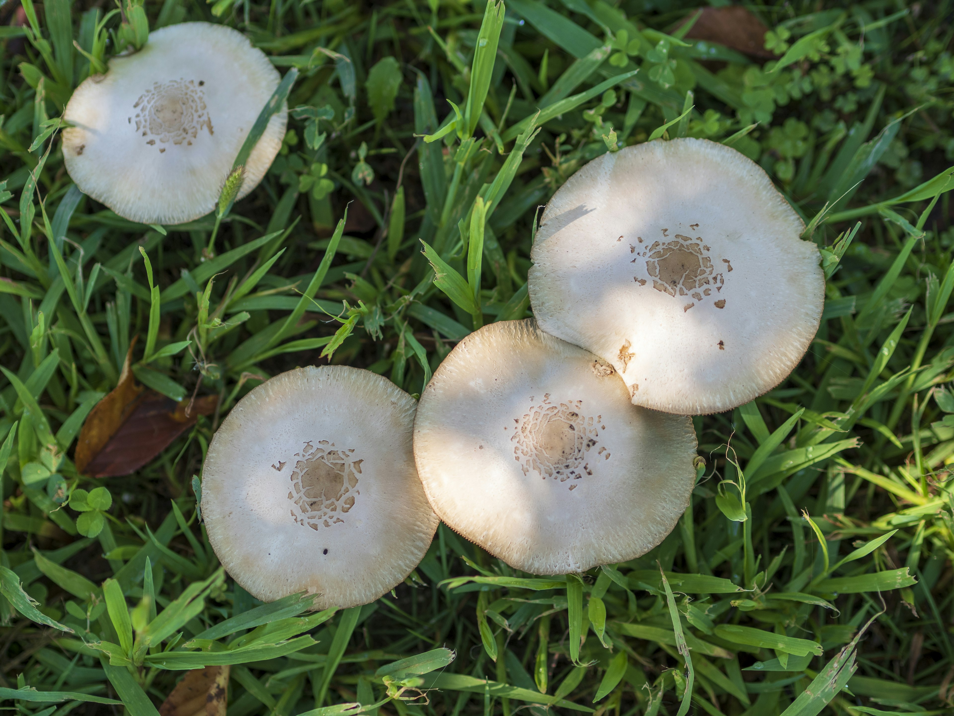 Four white mushrooms growing among green grass