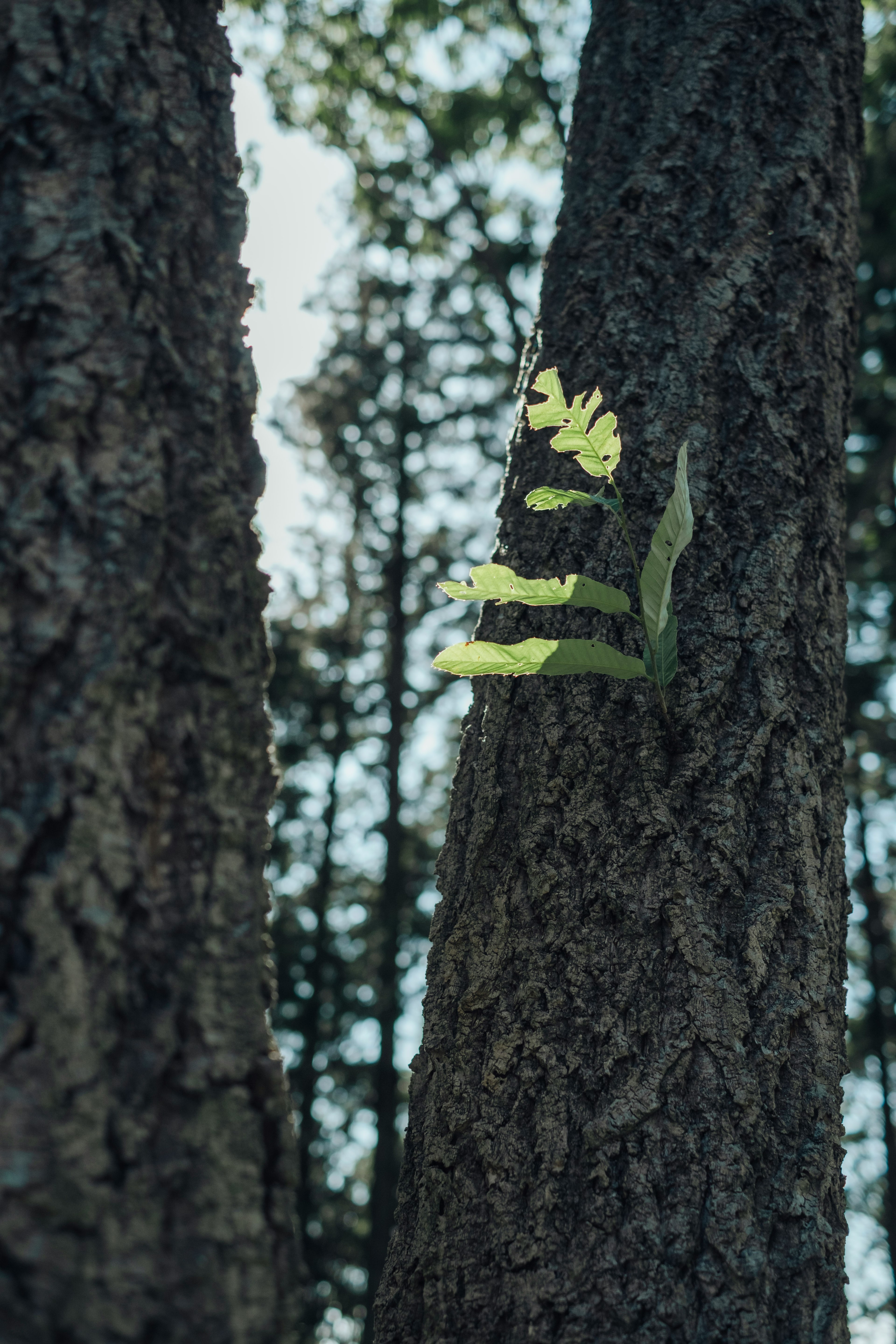 Hojas verdes creciendo entre dos troncos de árbol