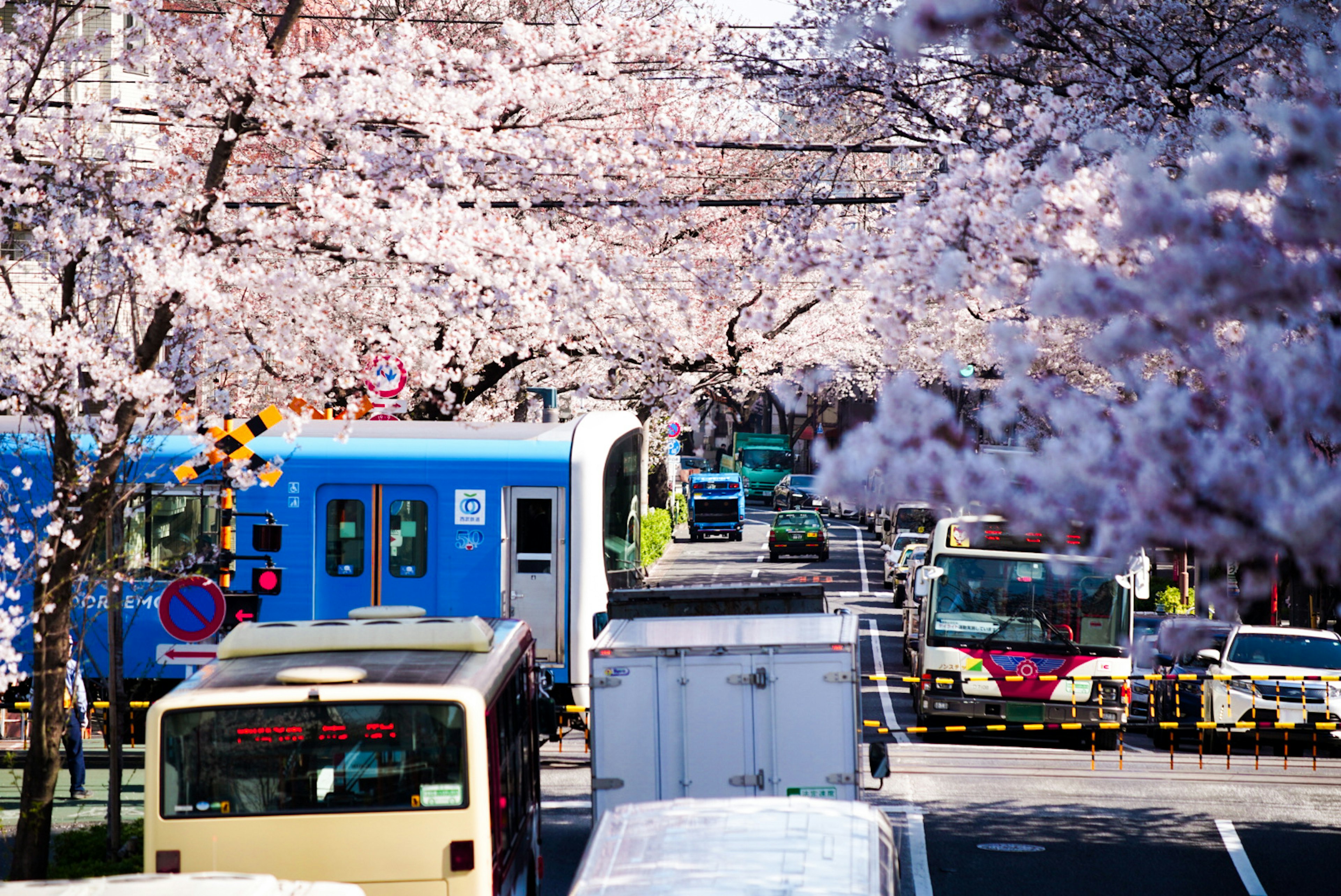 桜の花が咲く通りで車が走っている風景