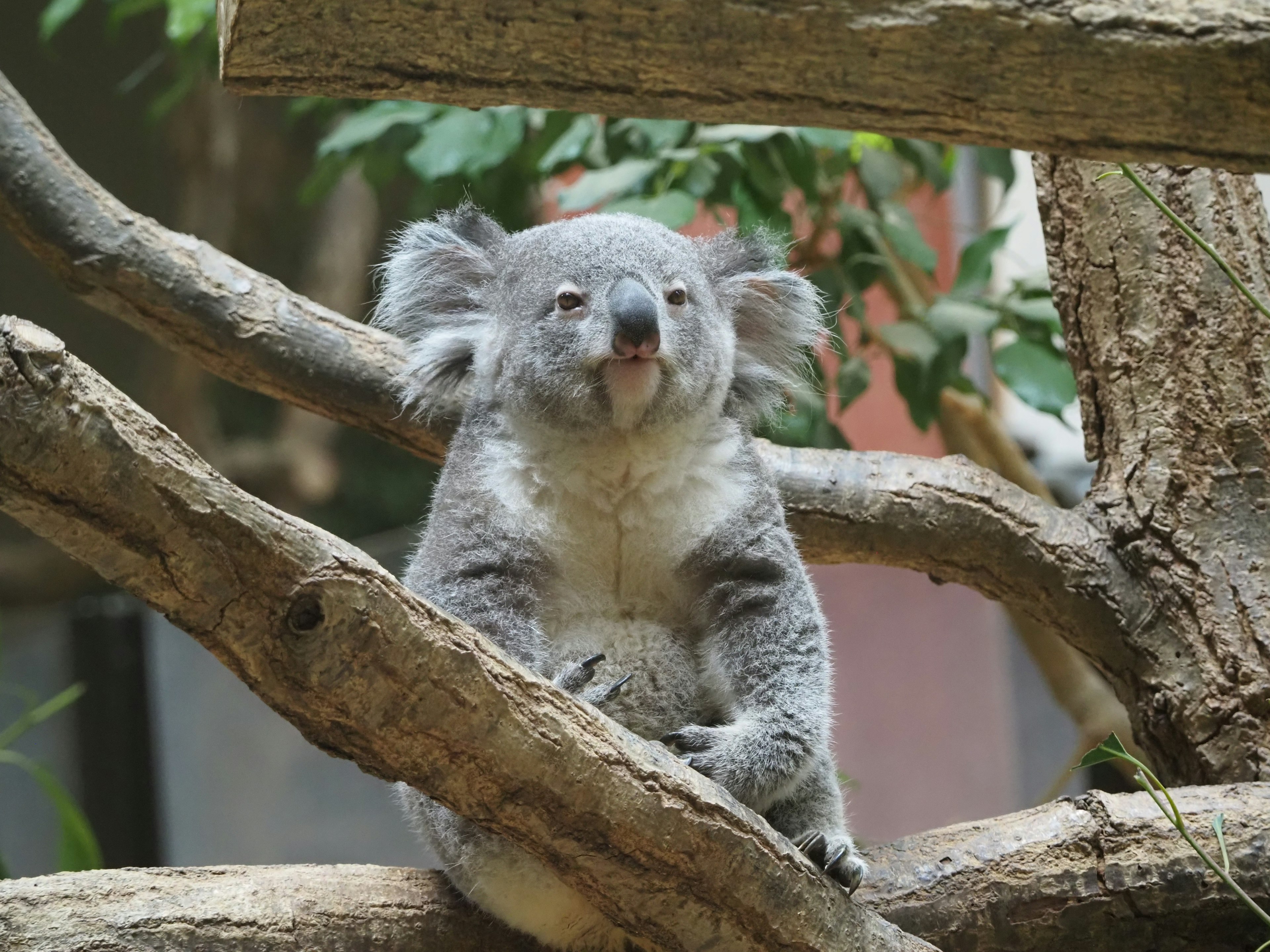 Nahaufnahme eines Koalas, der auf einem Baumstamm sitzt