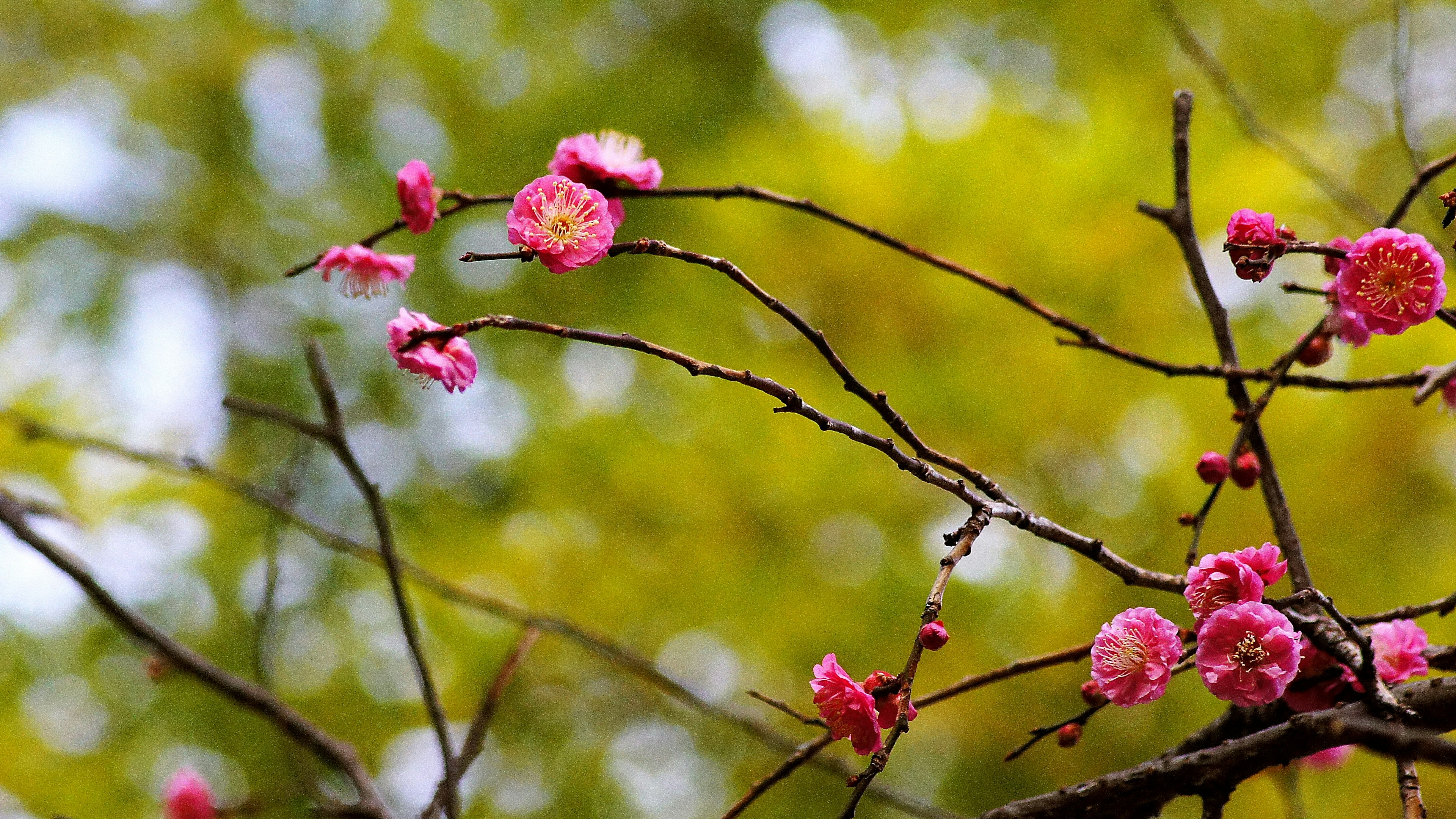 Gros plan de fleurs de cerisier sur des branches avec un fond vert