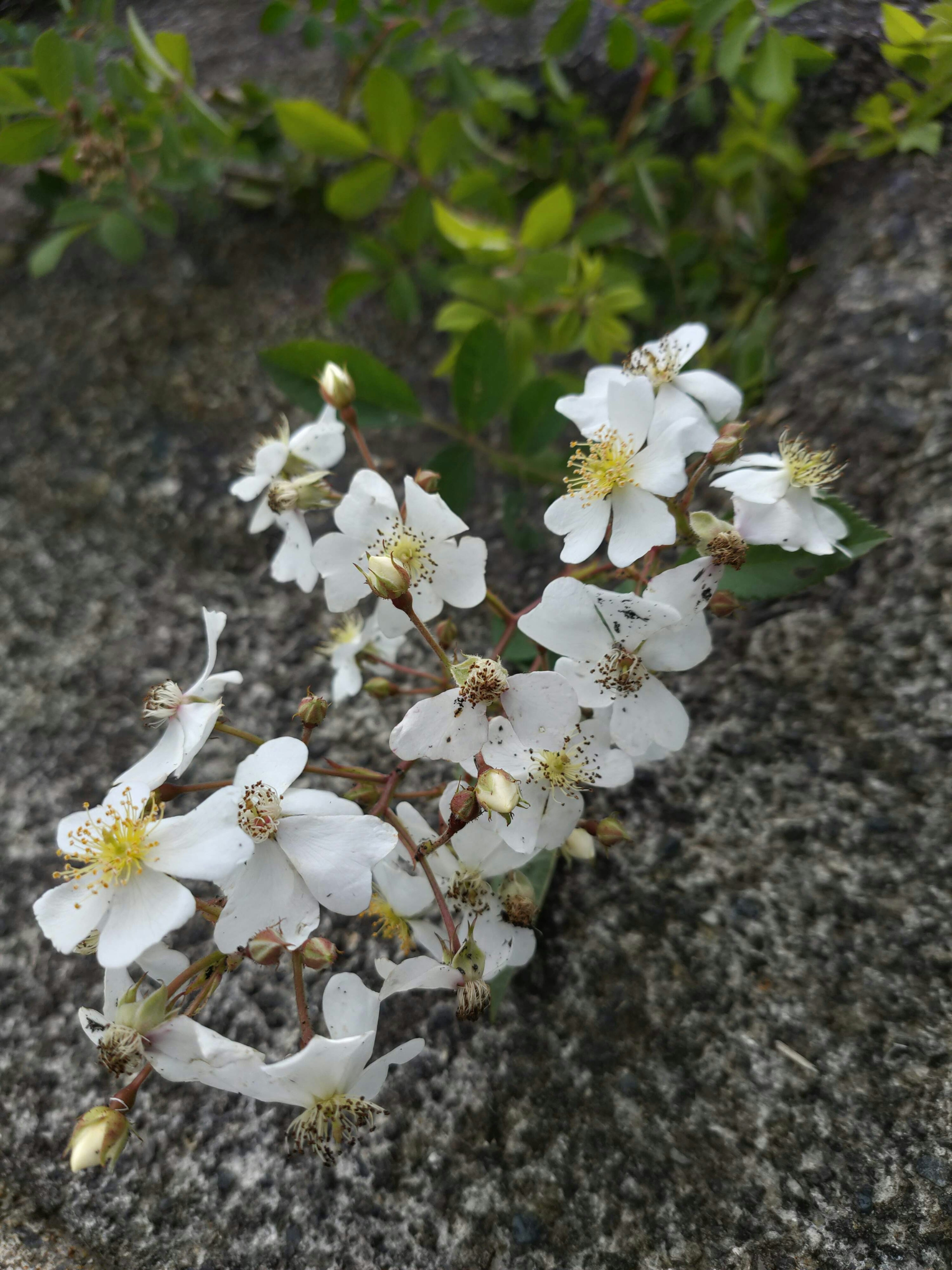 岩の上に咲く白い花の枝と緑の葉