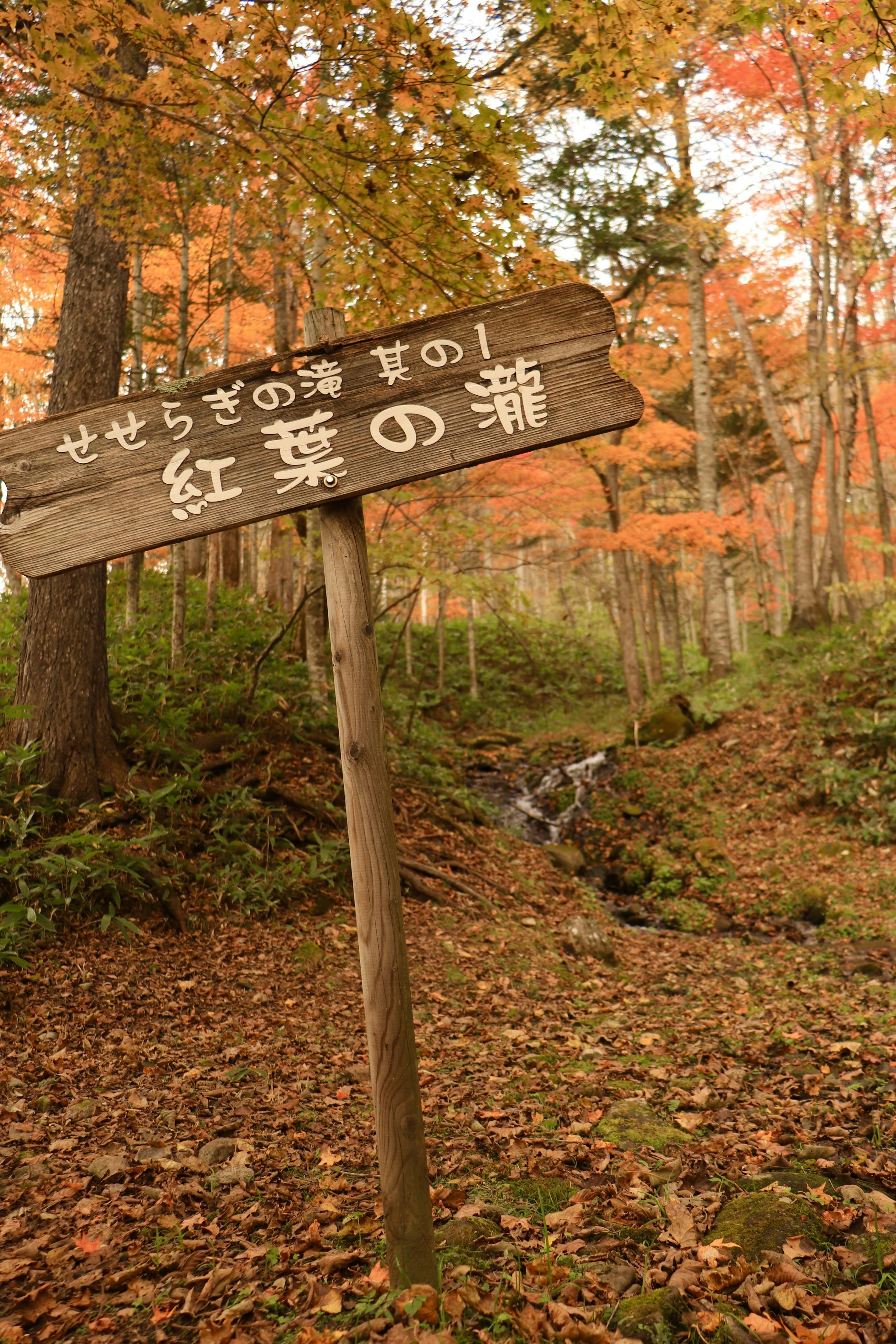 紅葉の滝への道を示す木製の標識周囲は秋の紅葉に彩られている