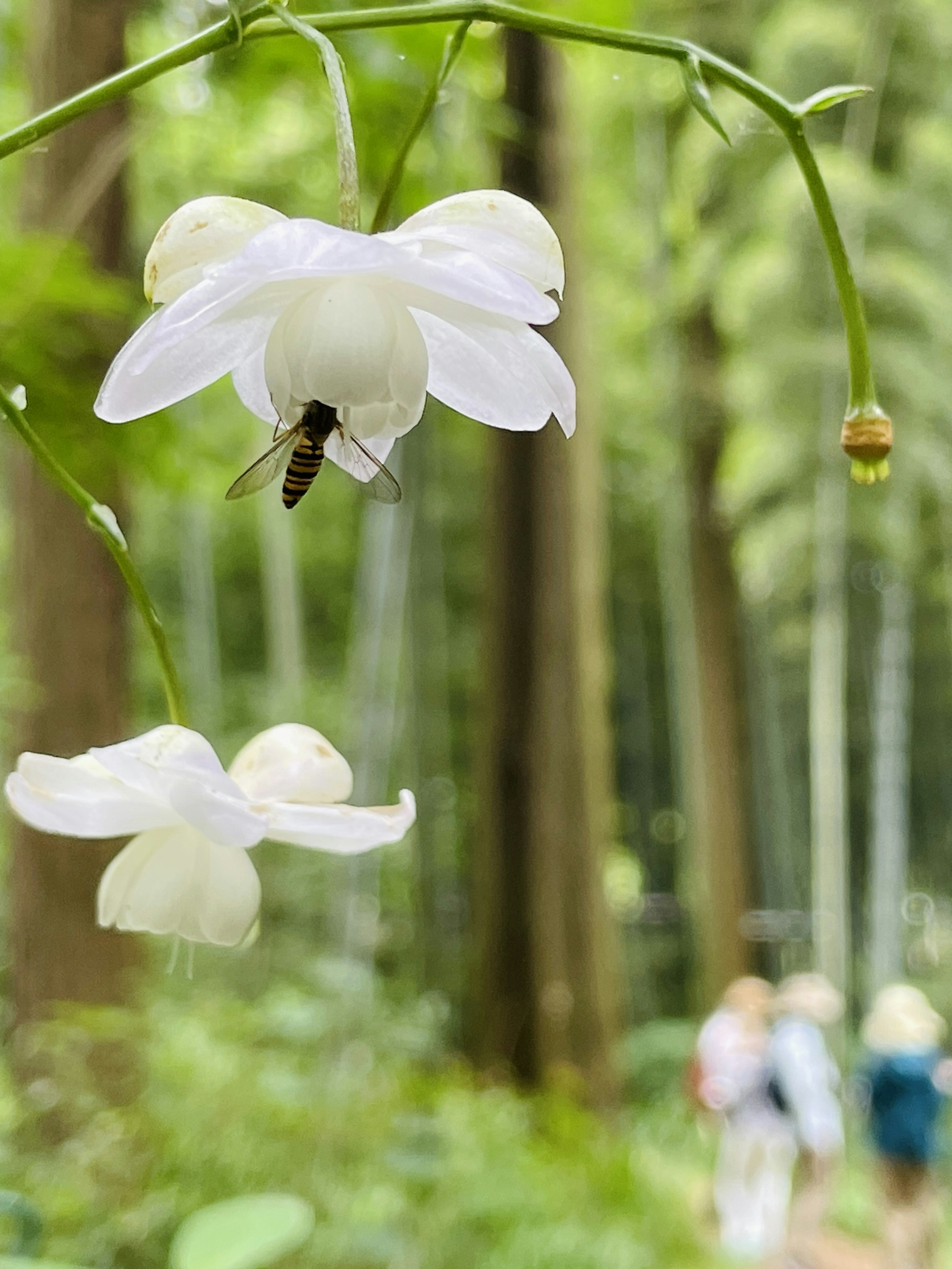 Nahaufnahme von weißen Blumen mit einer Biene in einem üppigen grünen Wald