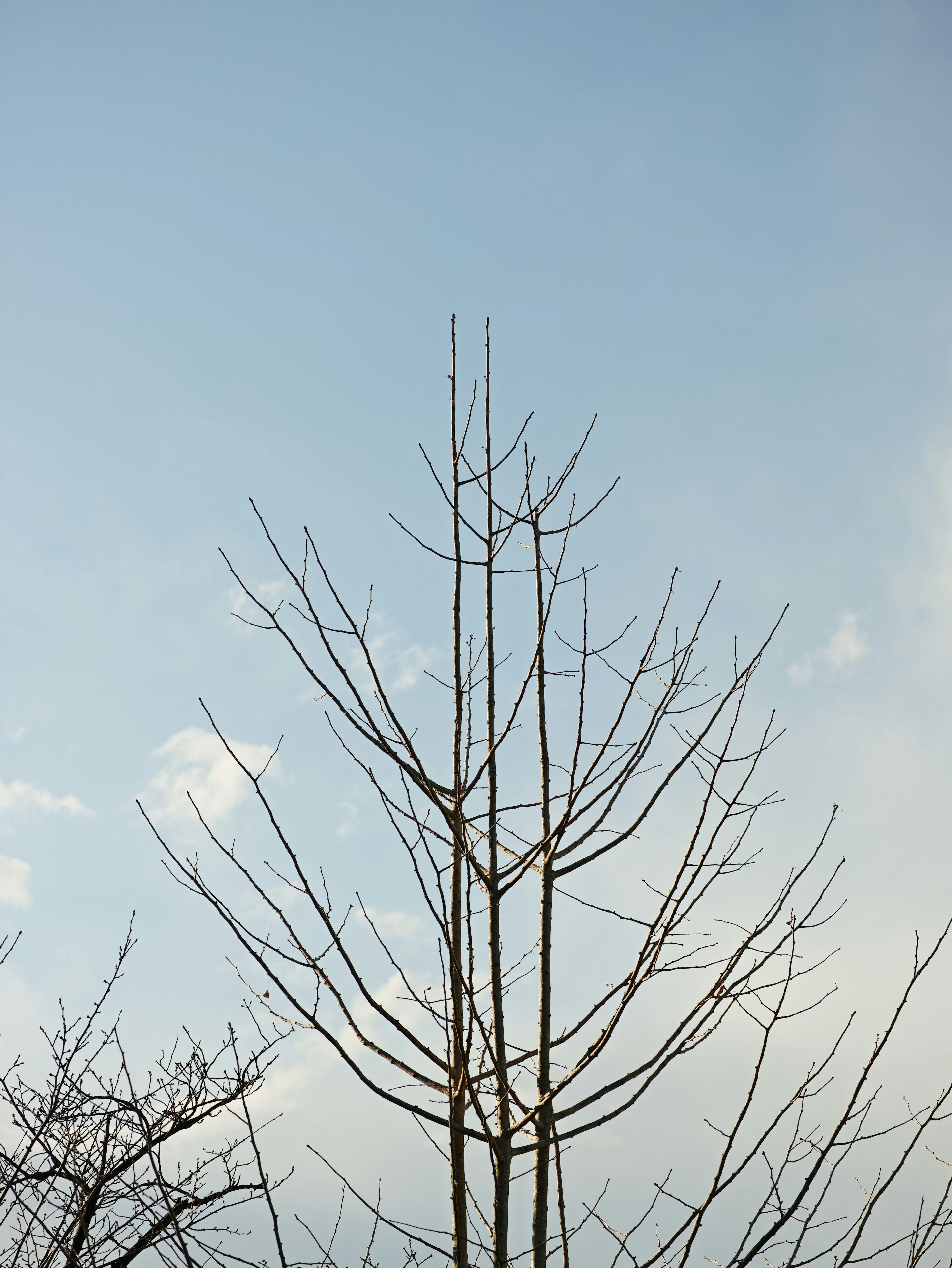 Silhouette of a bare tree against a winter sky