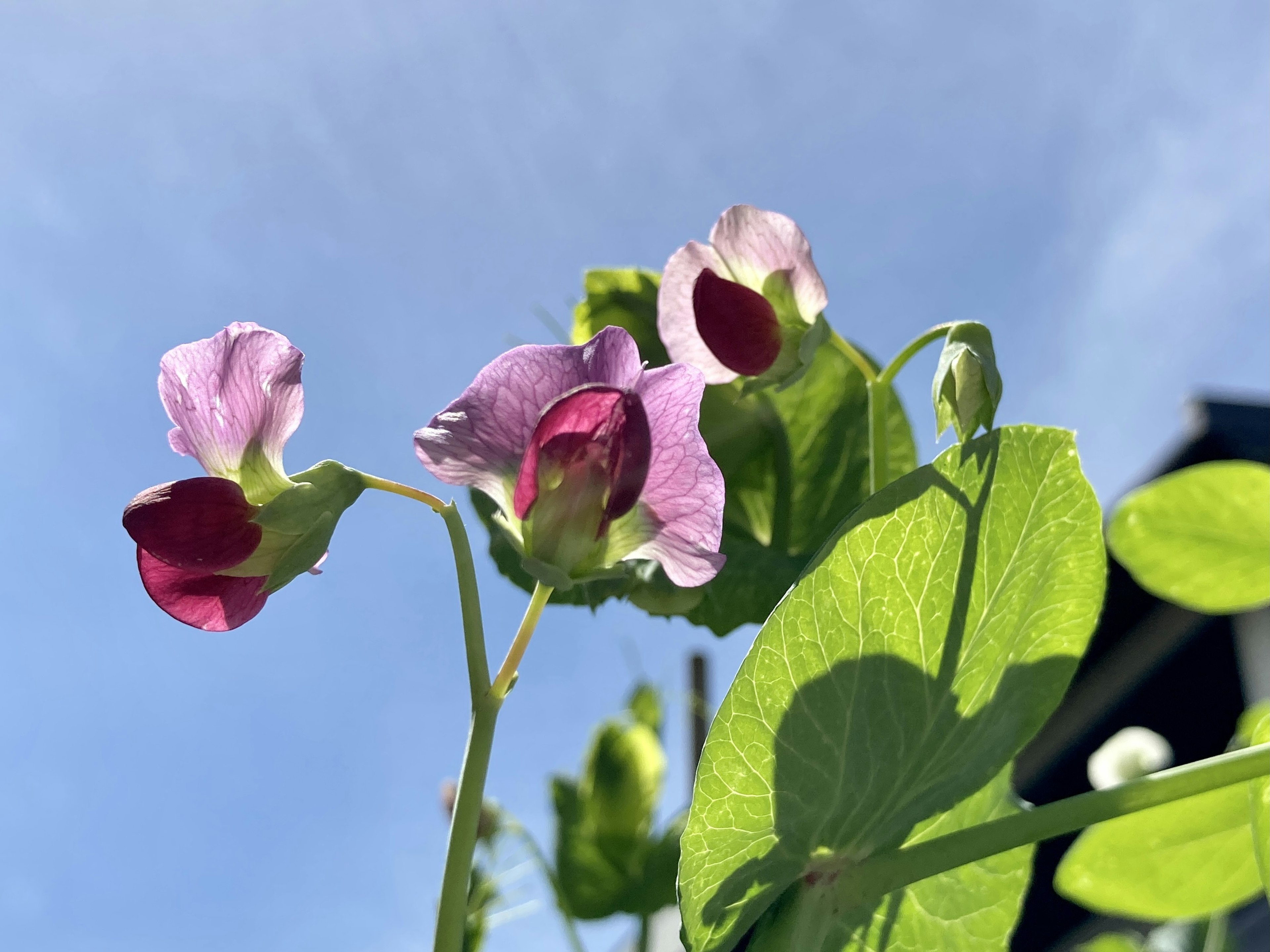 Purple pea flowers and green leaves against a blue sky