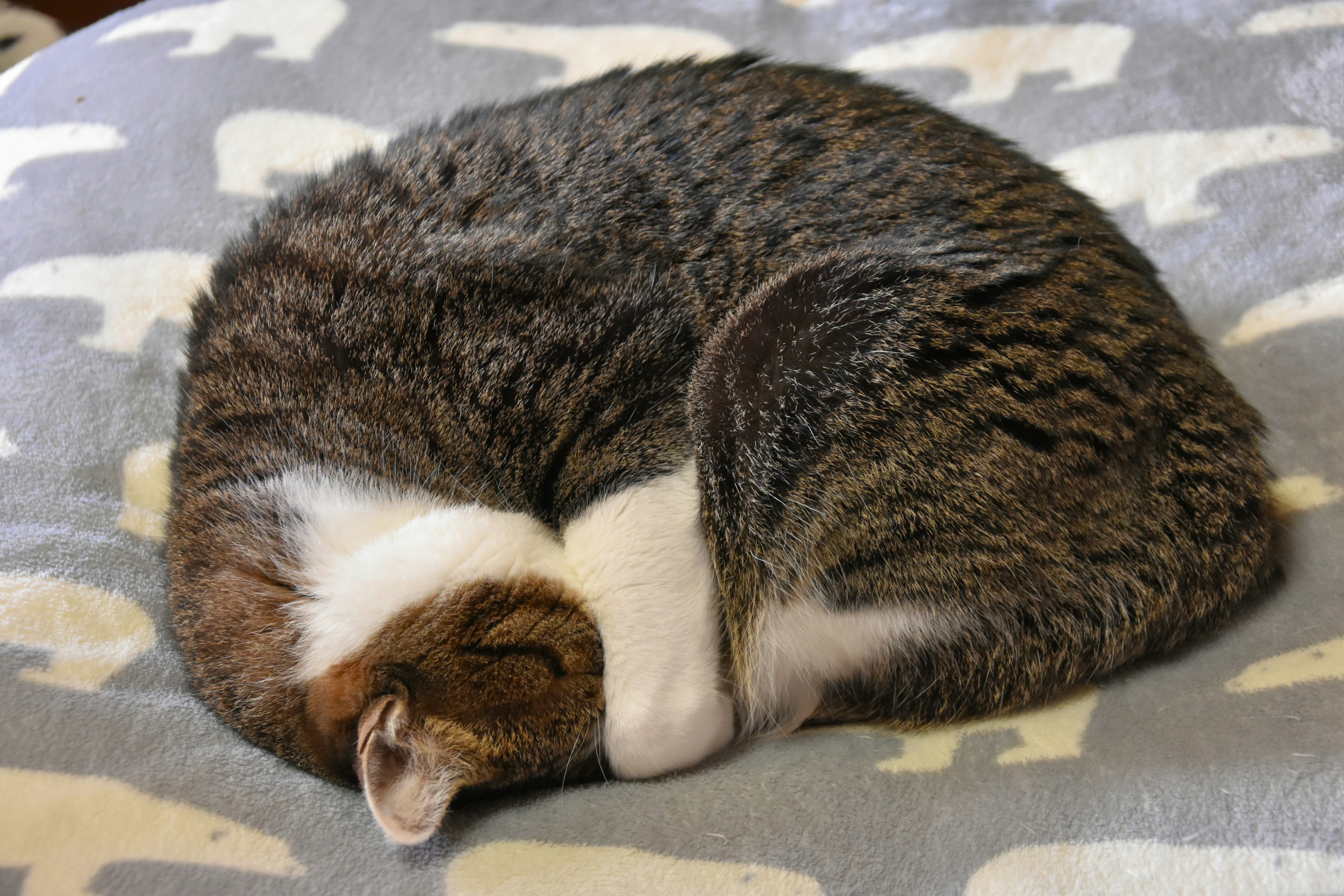 Eine eingerollte Katze, die auf einer weichen Decke schläft