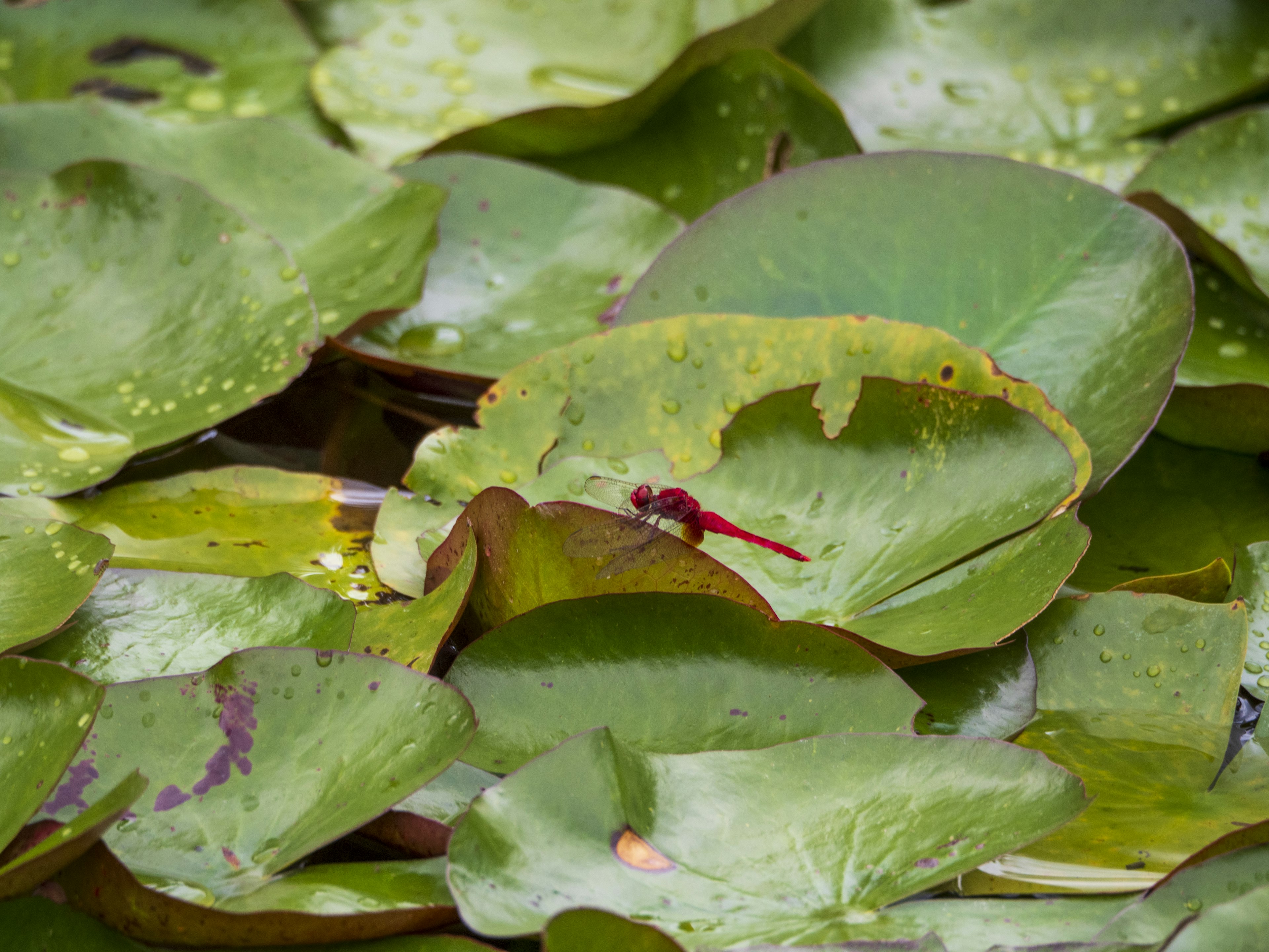 Grüne Seerosenblätter auf Wasser mit einer roten Libelle