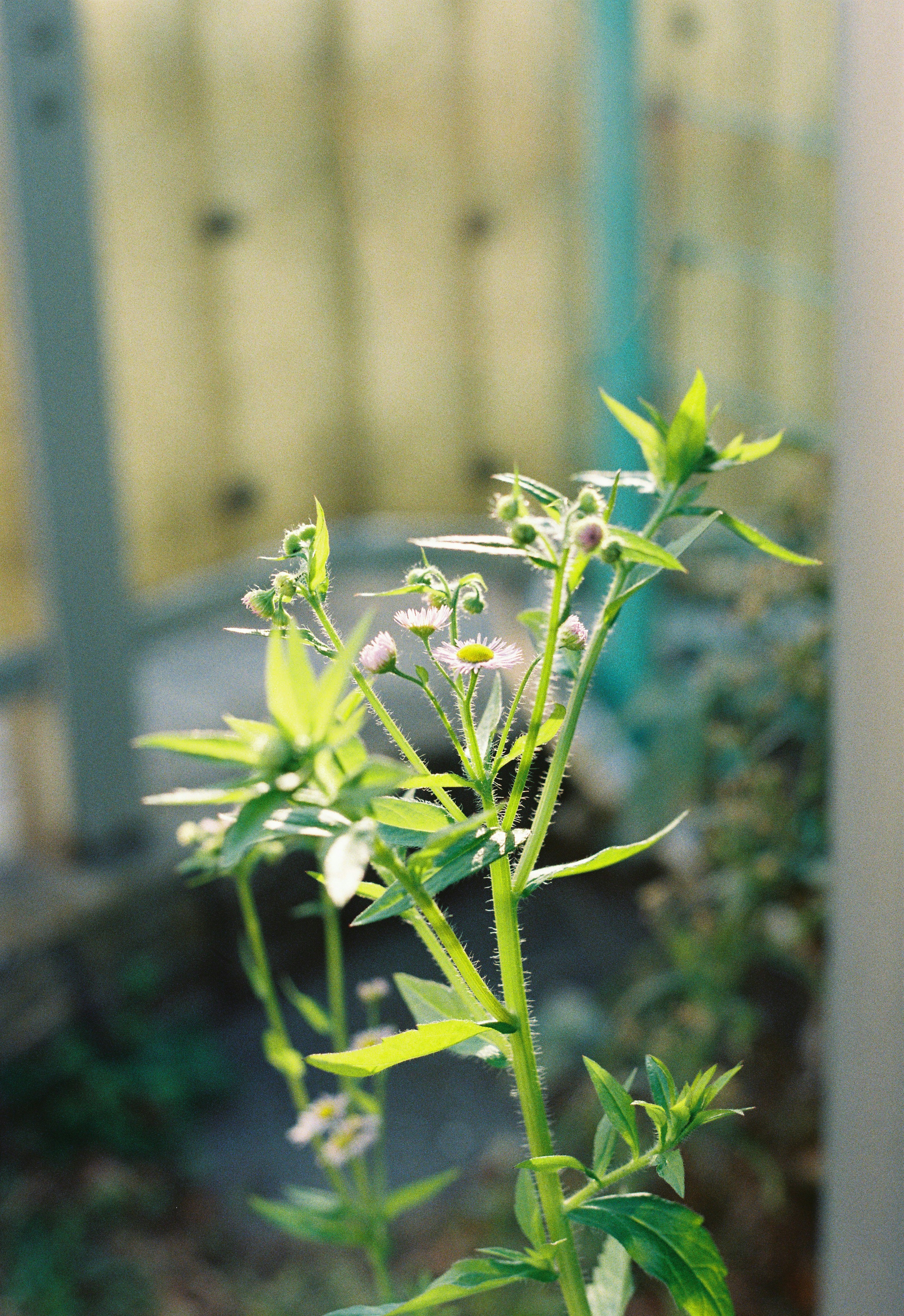 Une plante avec des feuilles vertes et de petites fleurs se tient devant une clôture