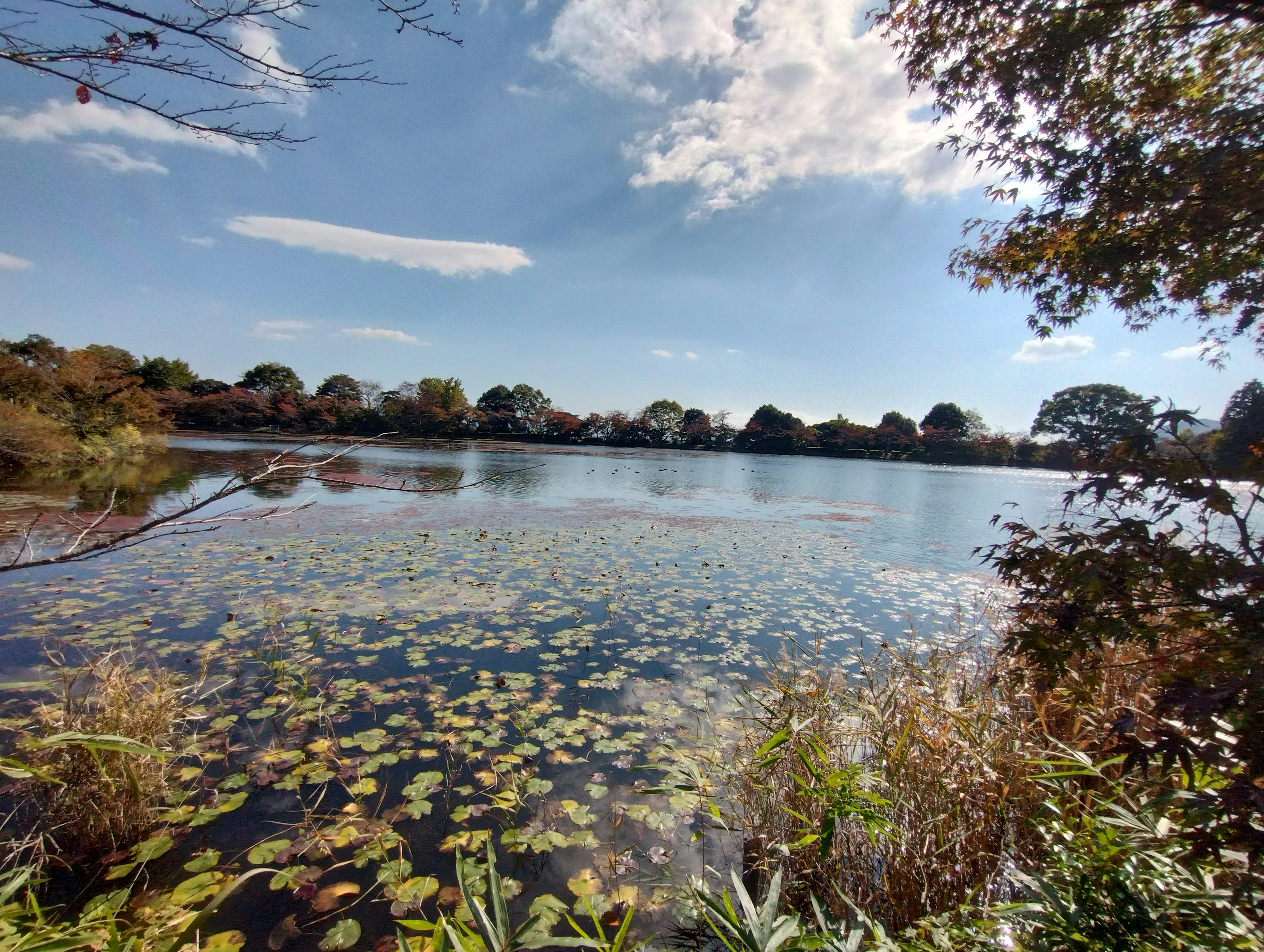 Serene lake surface with water lilies and a beautiful sky