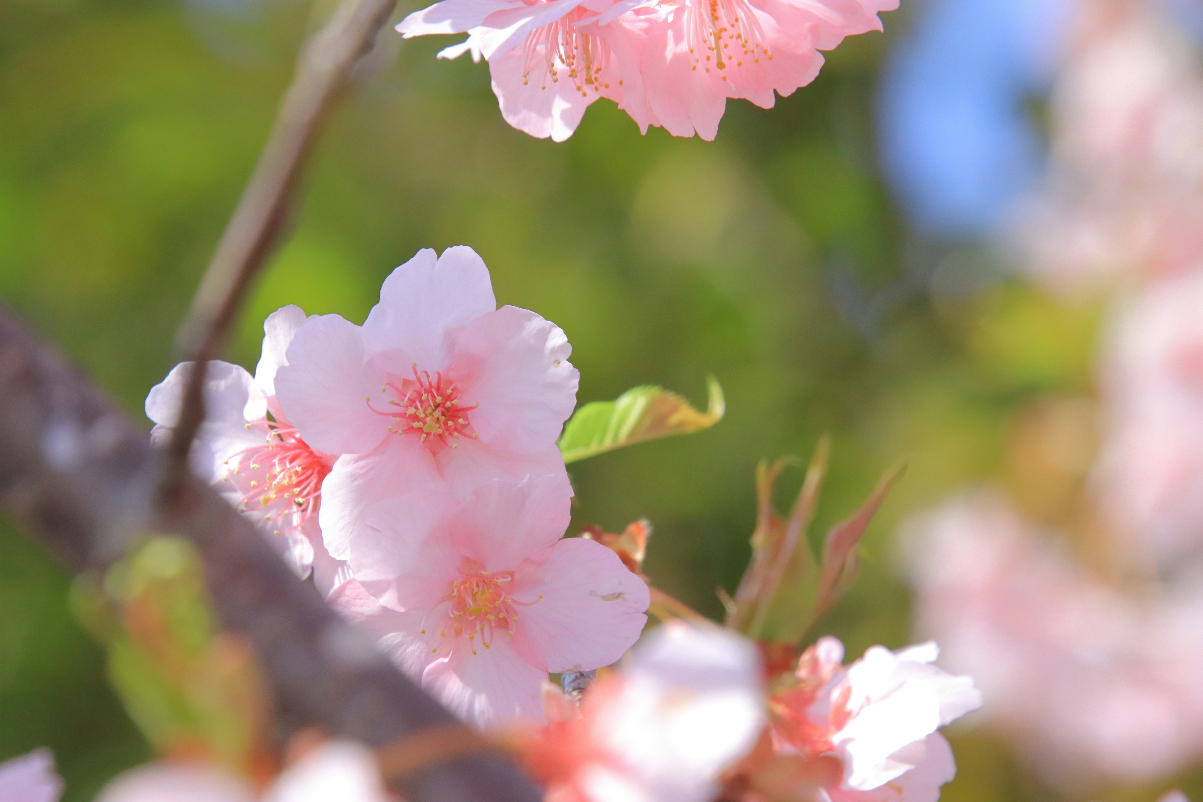 Kedekatan bunga sakura yang mekar di cabang