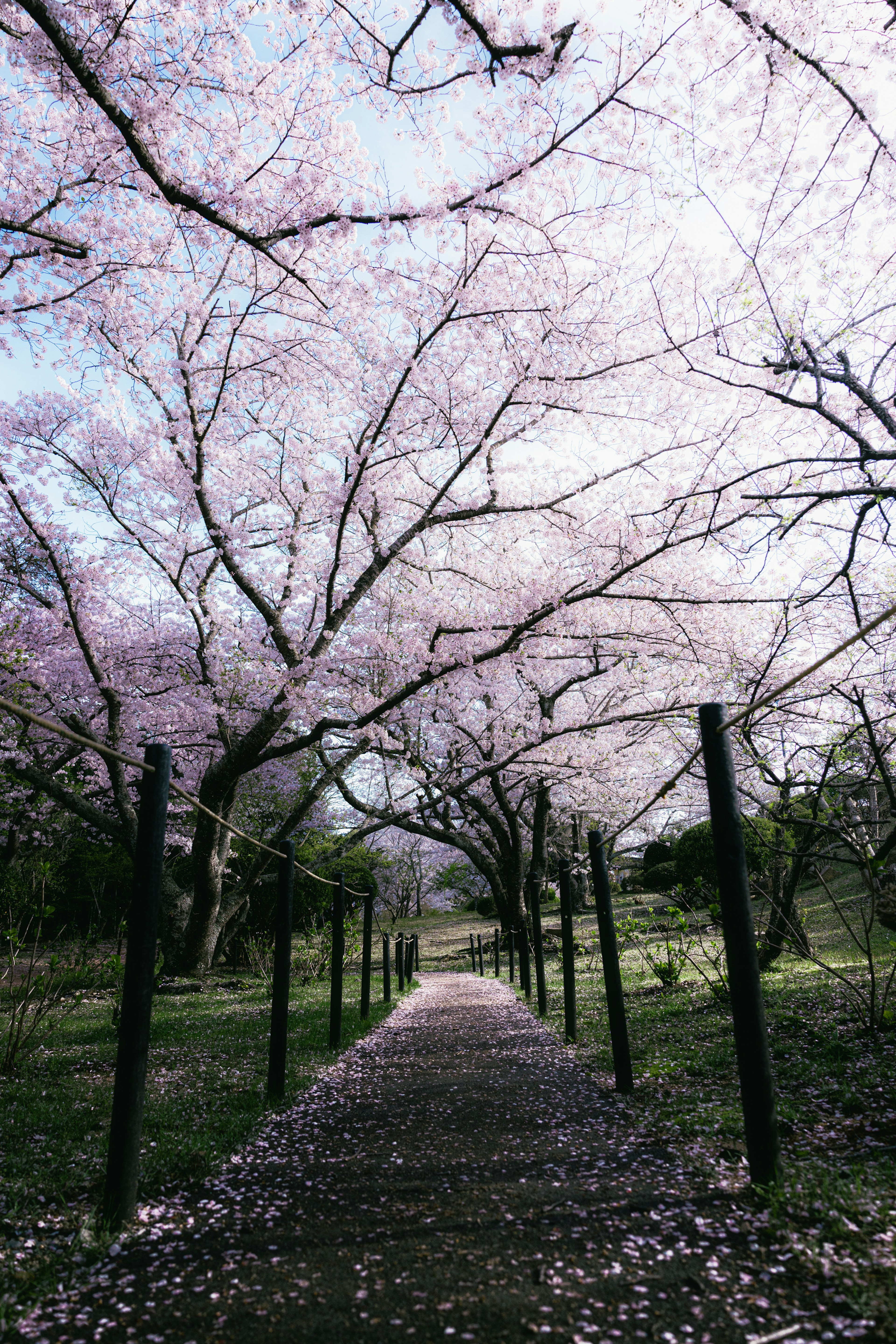 Pathway lined with cherry blossom trees