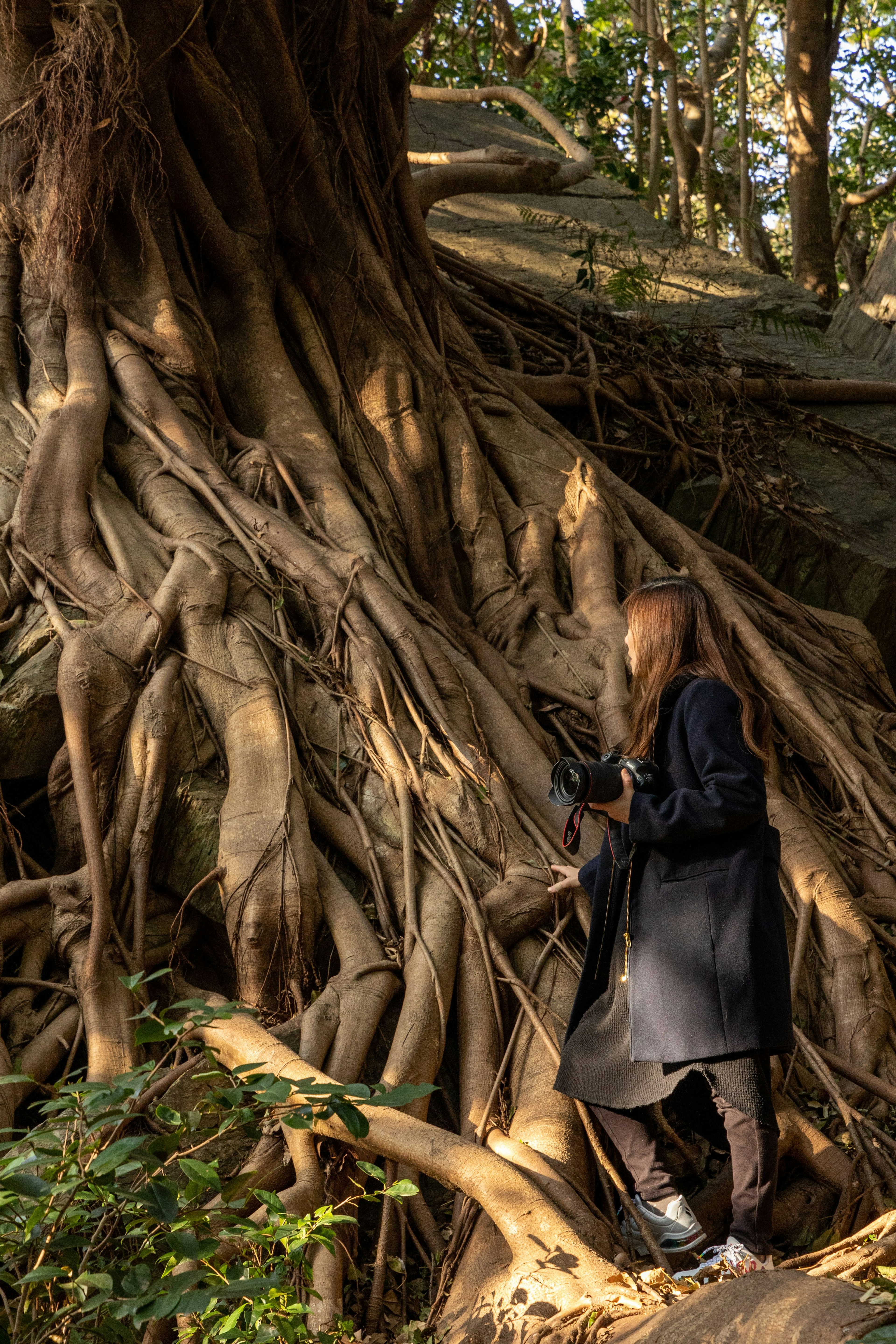 Silueta de una mujer de pie en la base de raíces gruesas de un árbol rodeada de vegetación exuberante