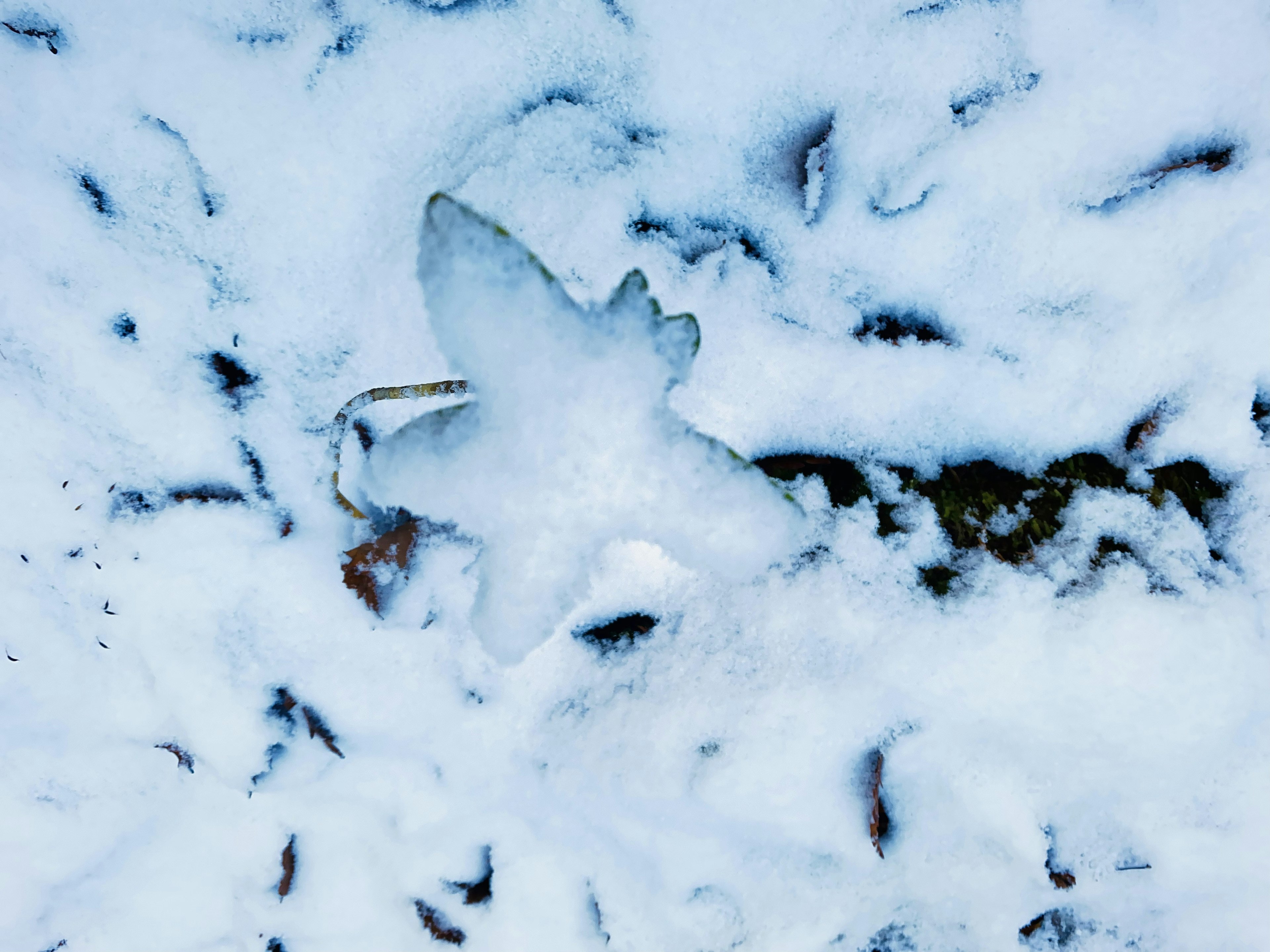 Ice fragment shaped like a leaf in the snow