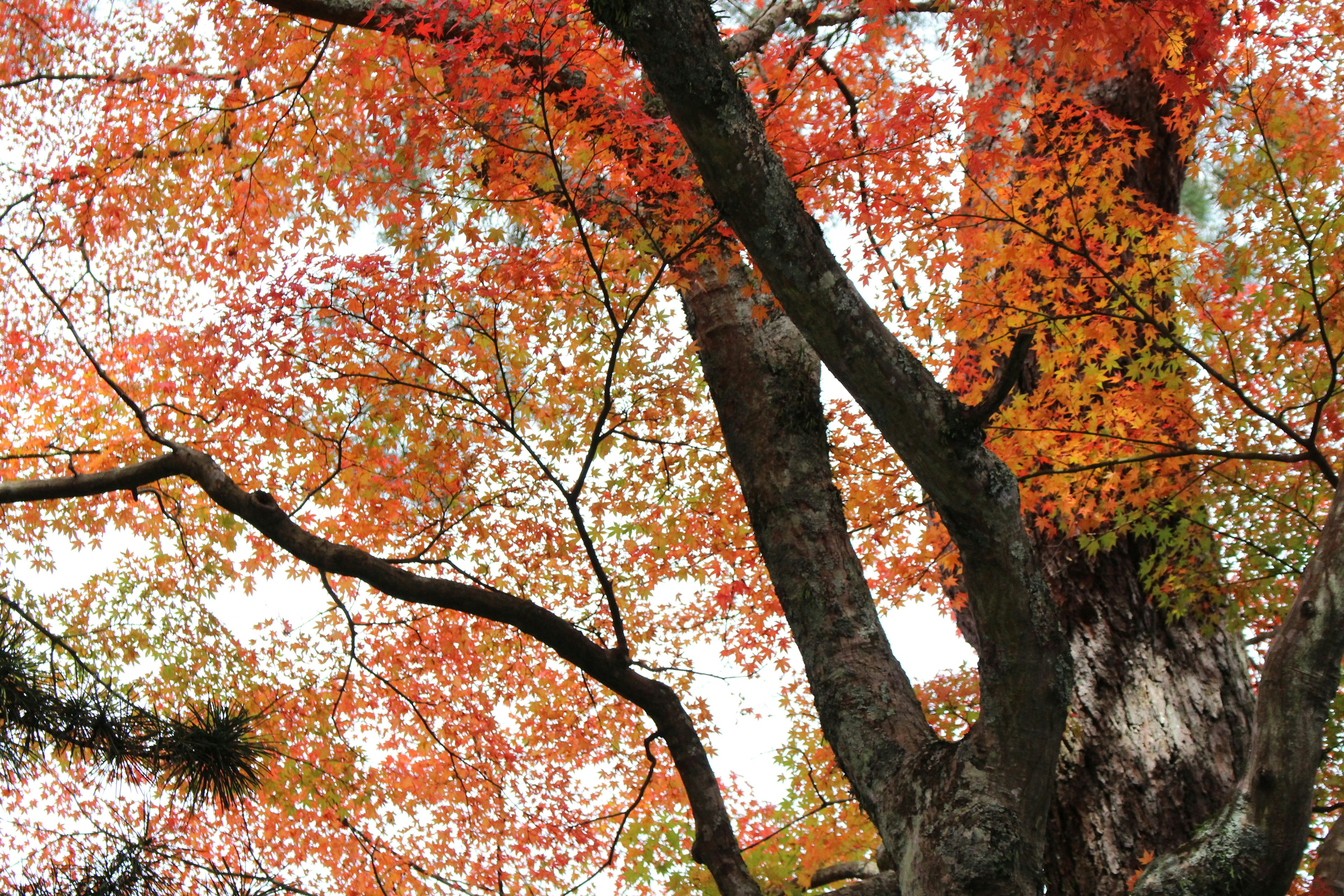 Acercamiento de ramas de árbol con hojas de otoño vibrantes