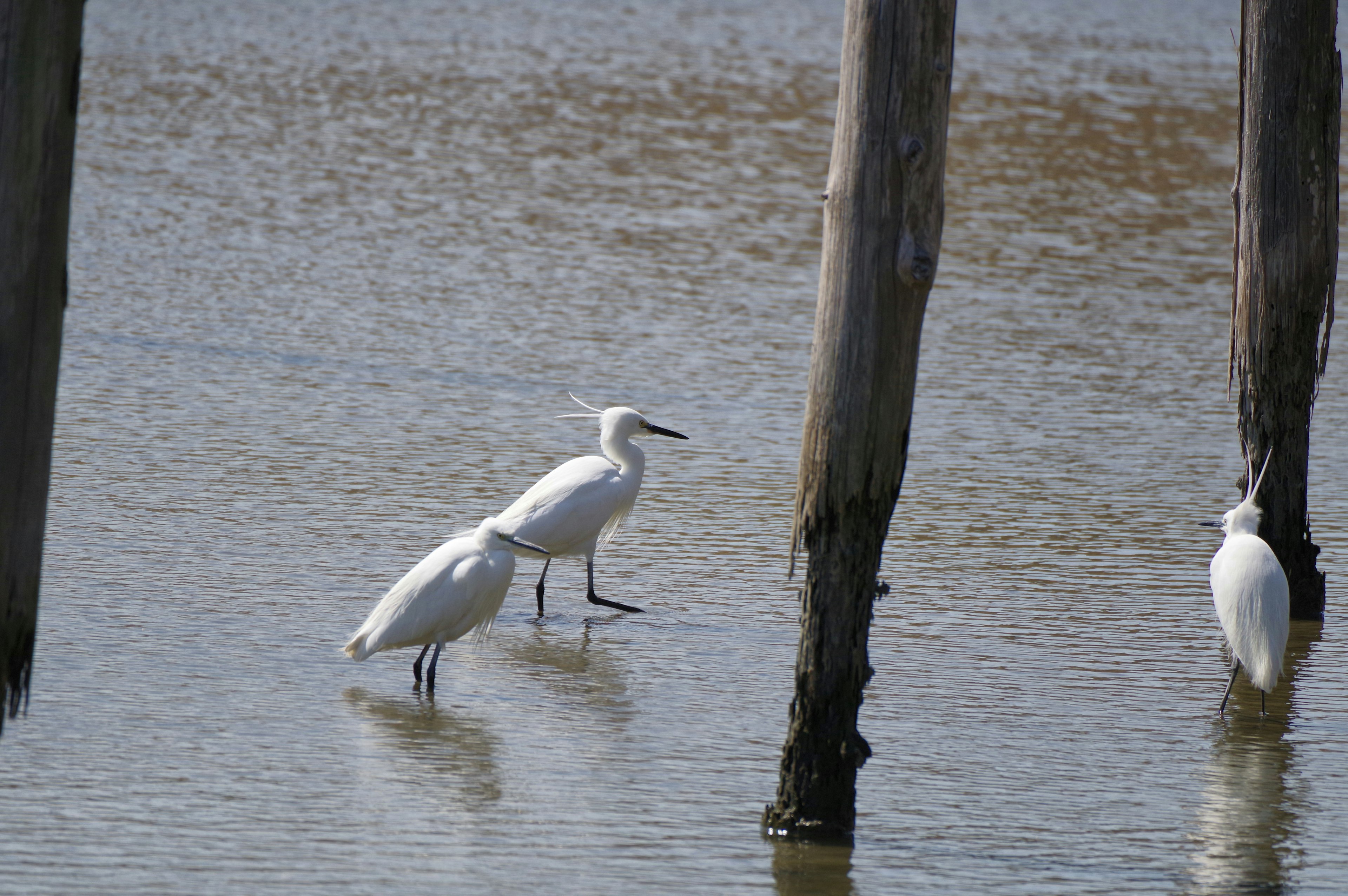 Garzas blancas de pie en agua poco profunda cerca de postes de madera