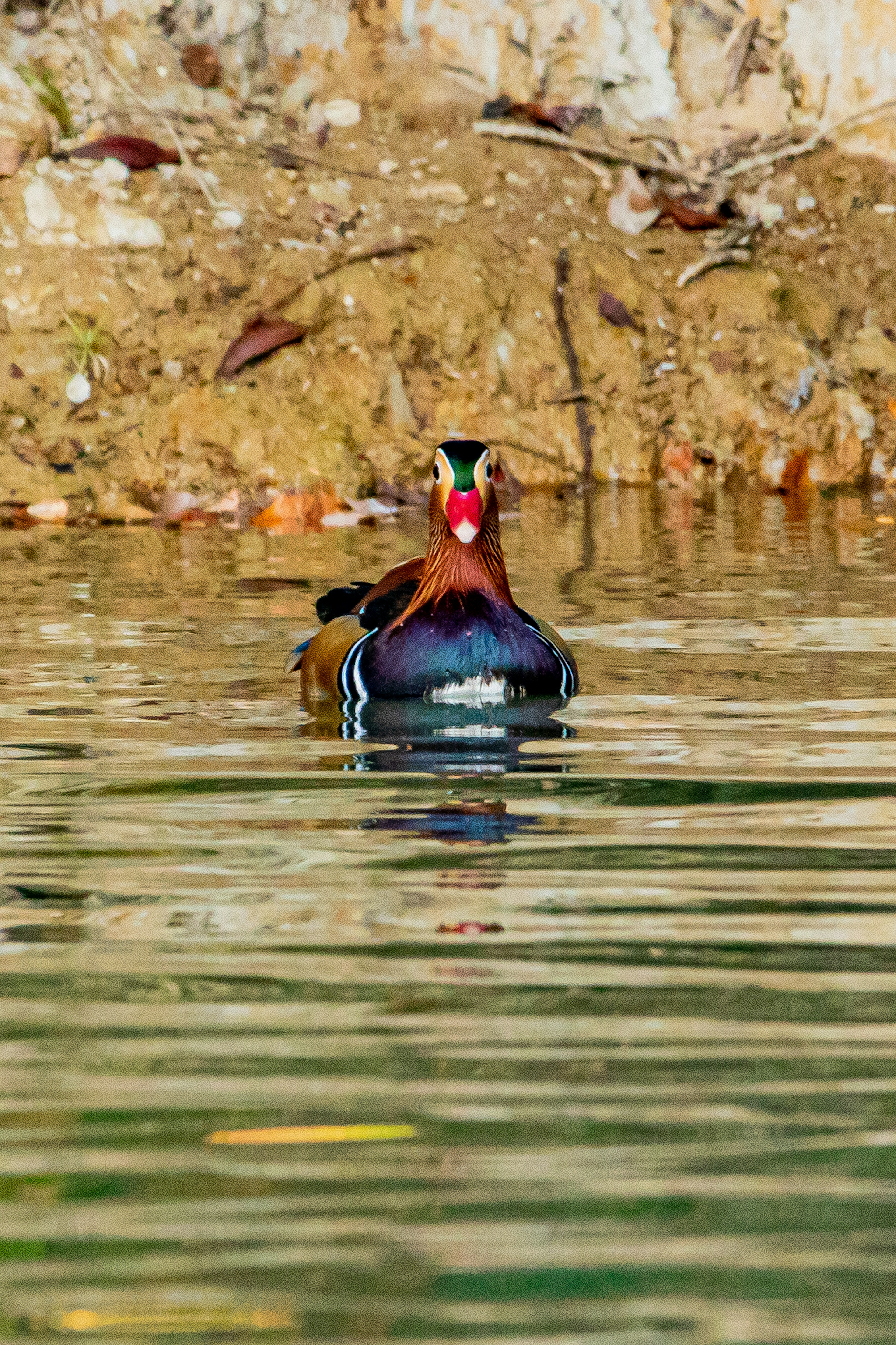 Eine bunte Ente, die auf dem Wasser schwimmt, mit auffälligem Gefieder und Kopfmerkmalen