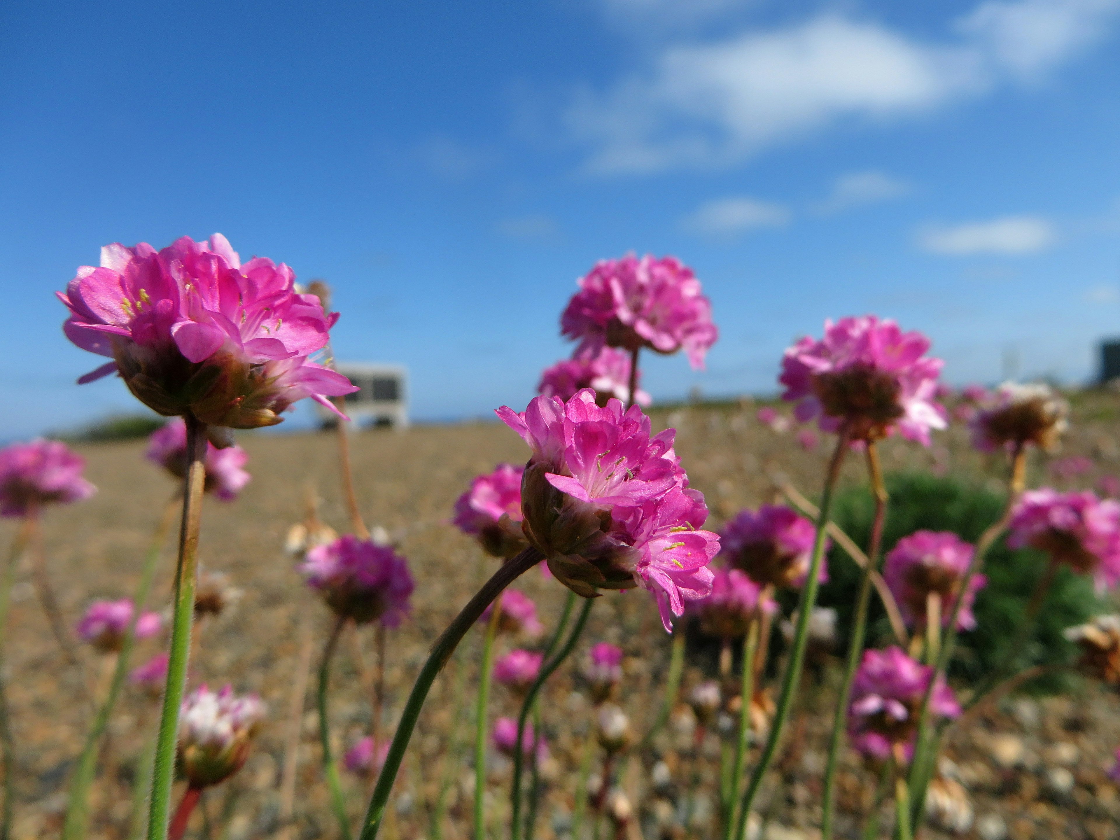 ピンクの花が咲く風景と青空の背景