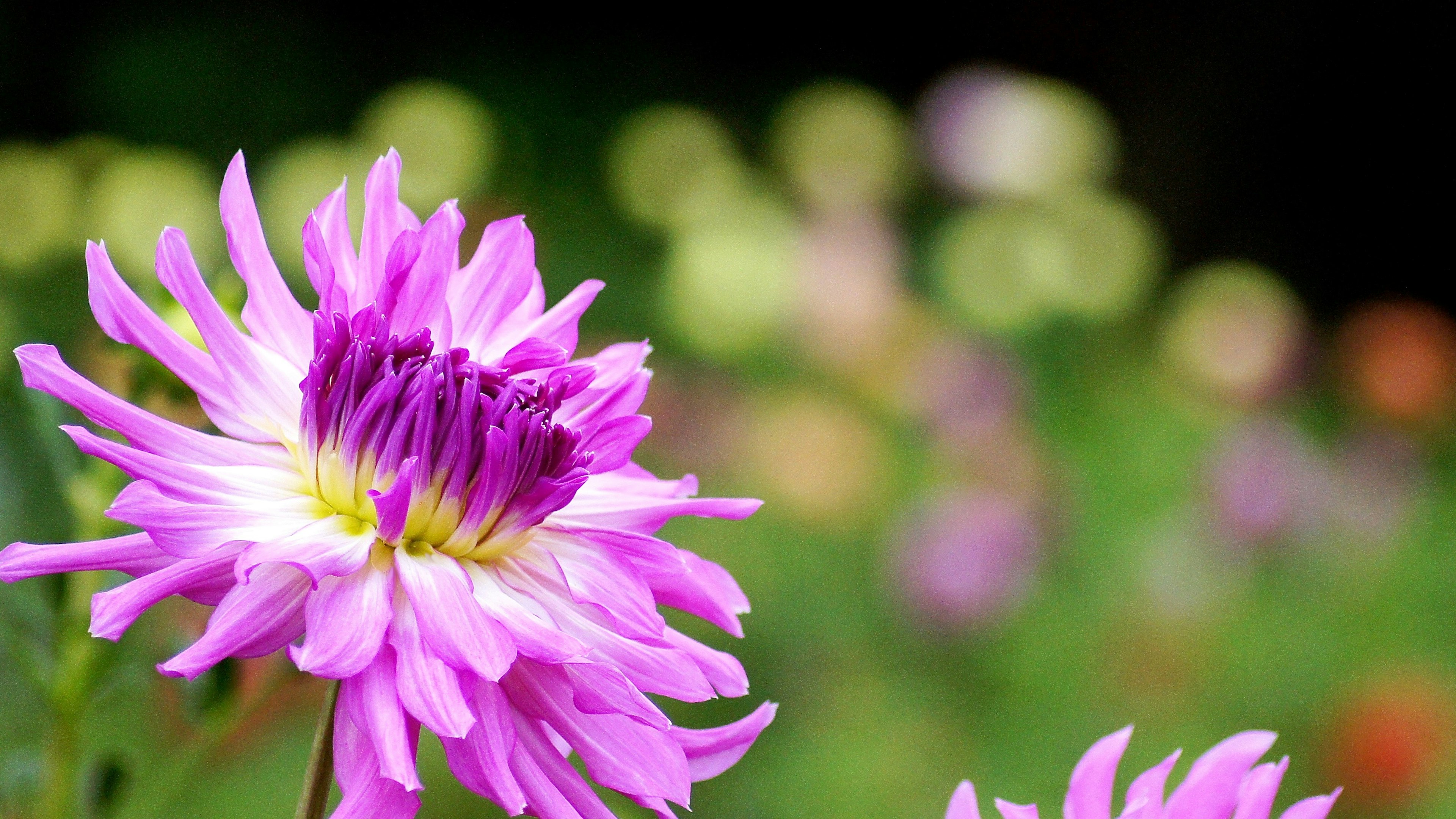 鮮やかなピンクの花が前景にあり、背景にはぼんやりした色とりどりの花が見える