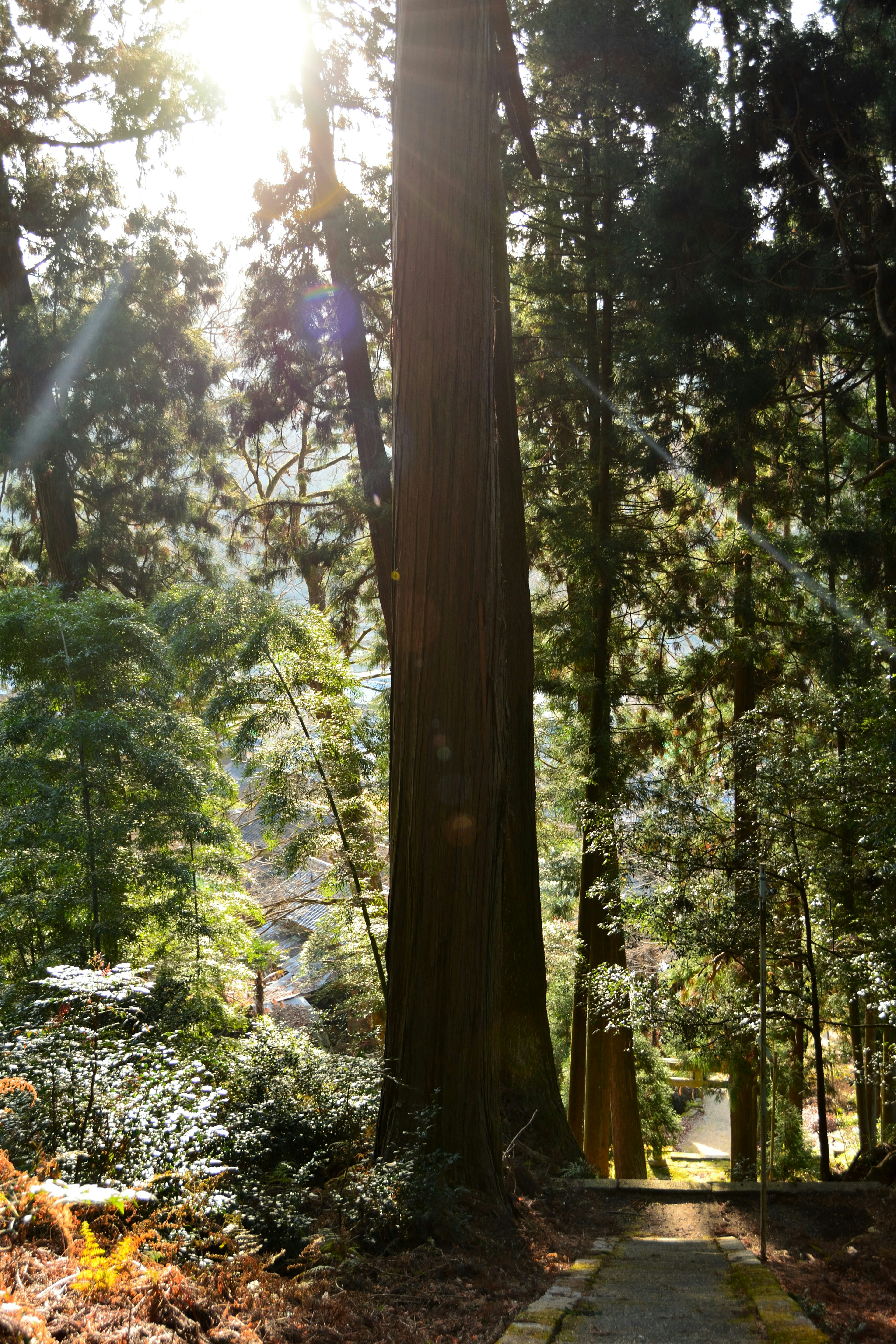 Luce del sole che filtra tra gli alberi lungo un sentiero nel bosco