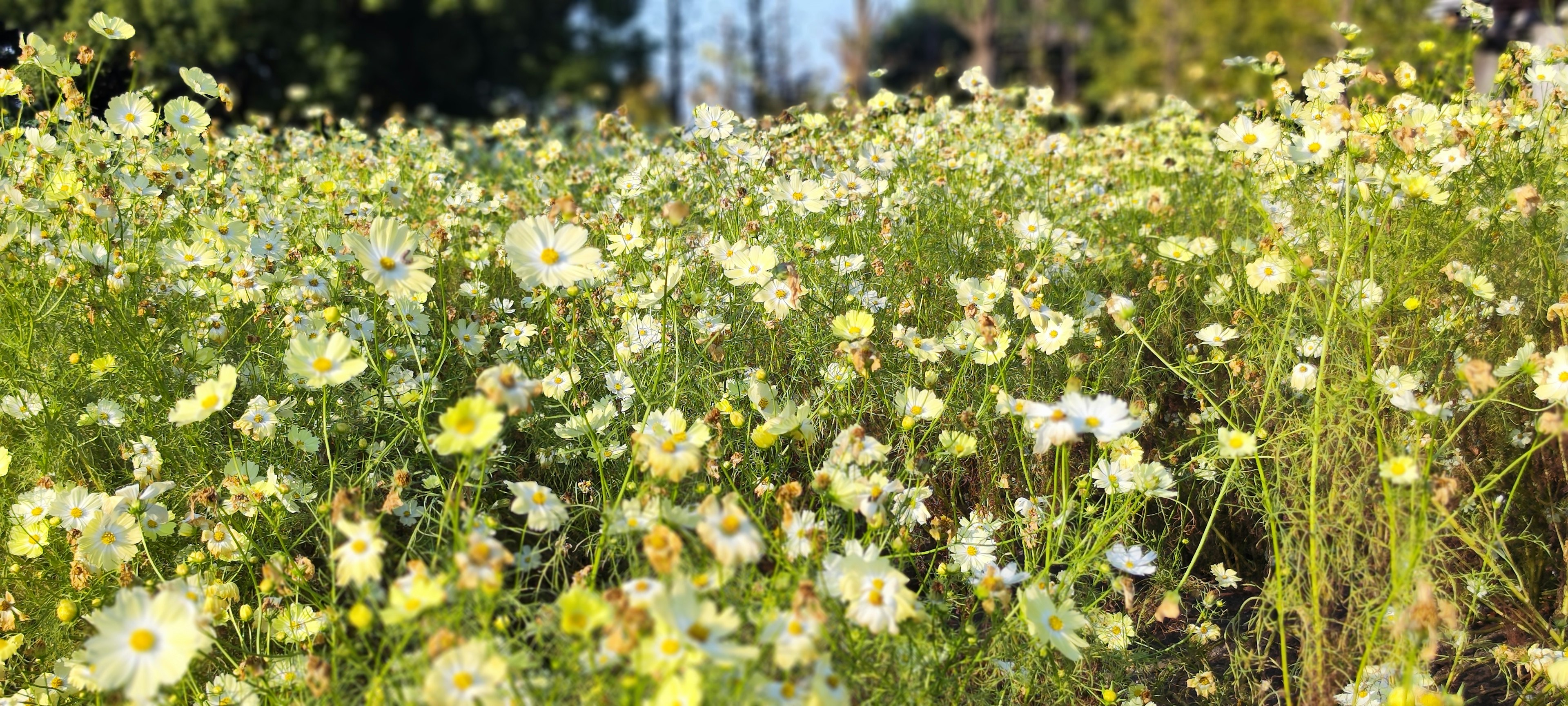 Ein lebhaftes Feld voller blühender weißer und gelber Blumen