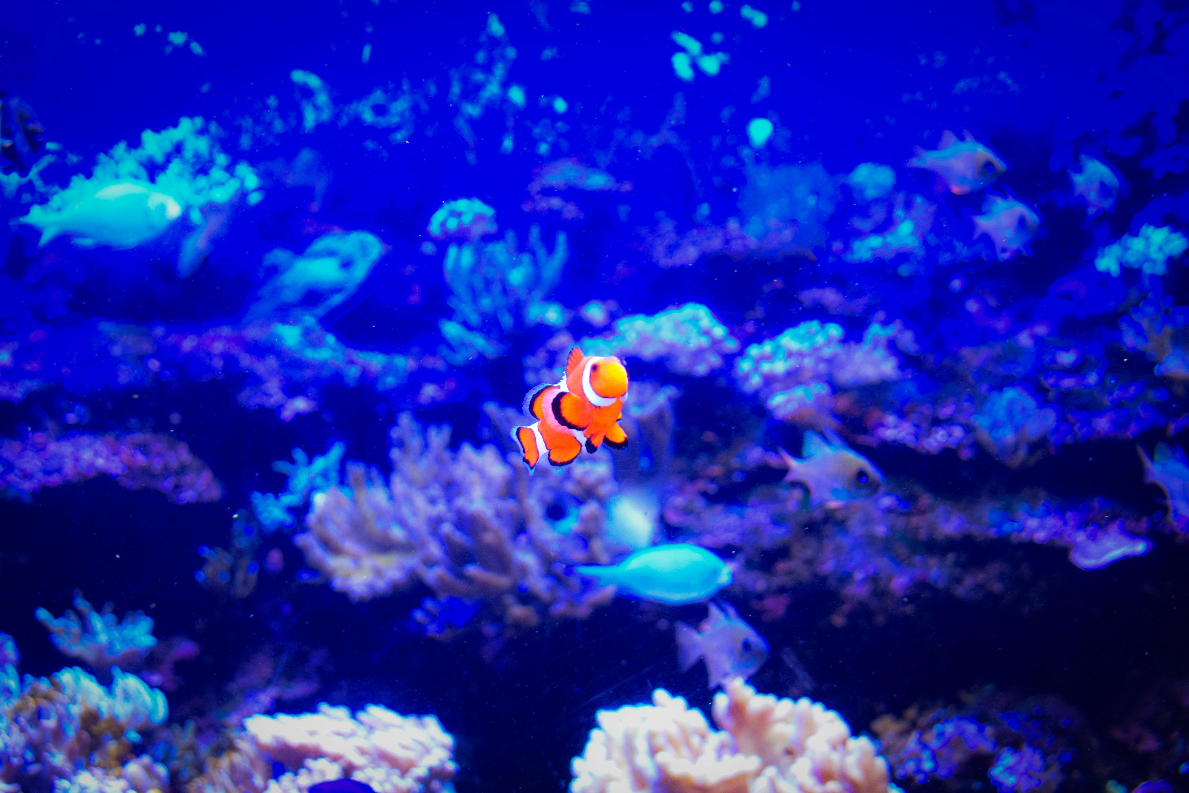 Pez payaso naranja nadando en agua azul con corales coloridos