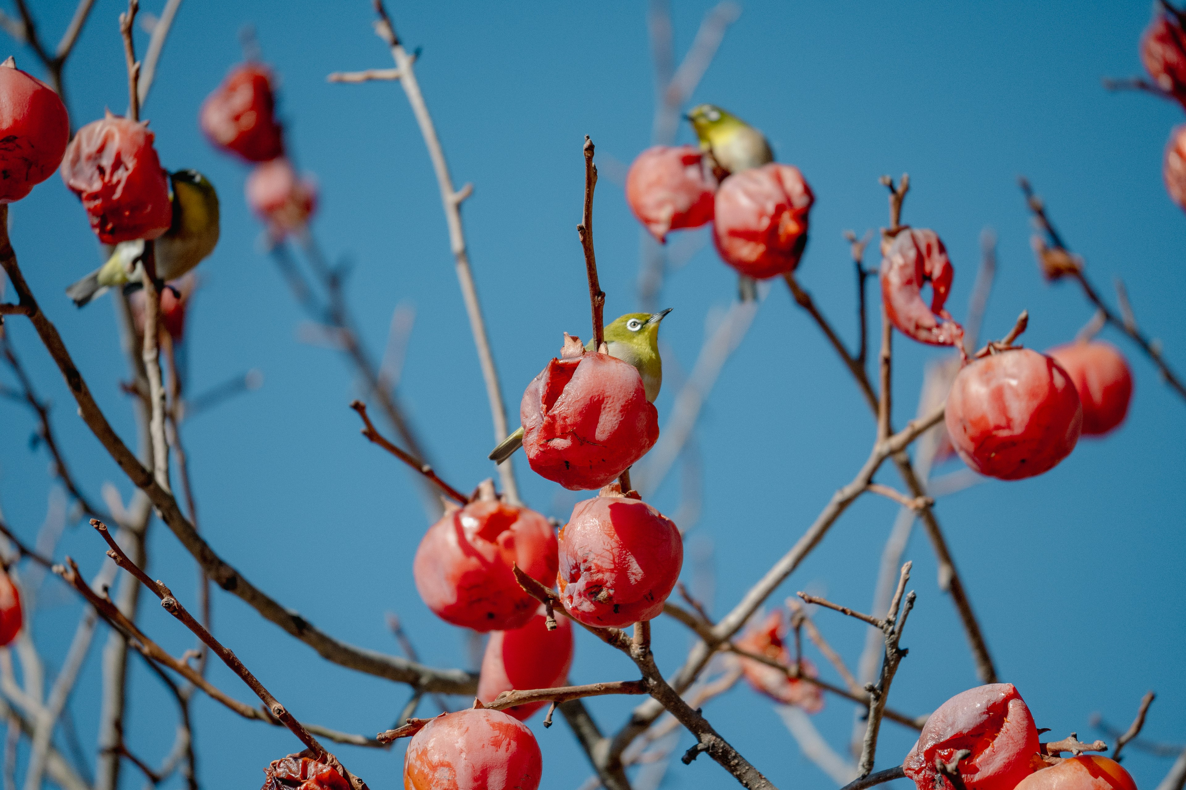 Branches of a tree with vibrant red fruits against a blue sky