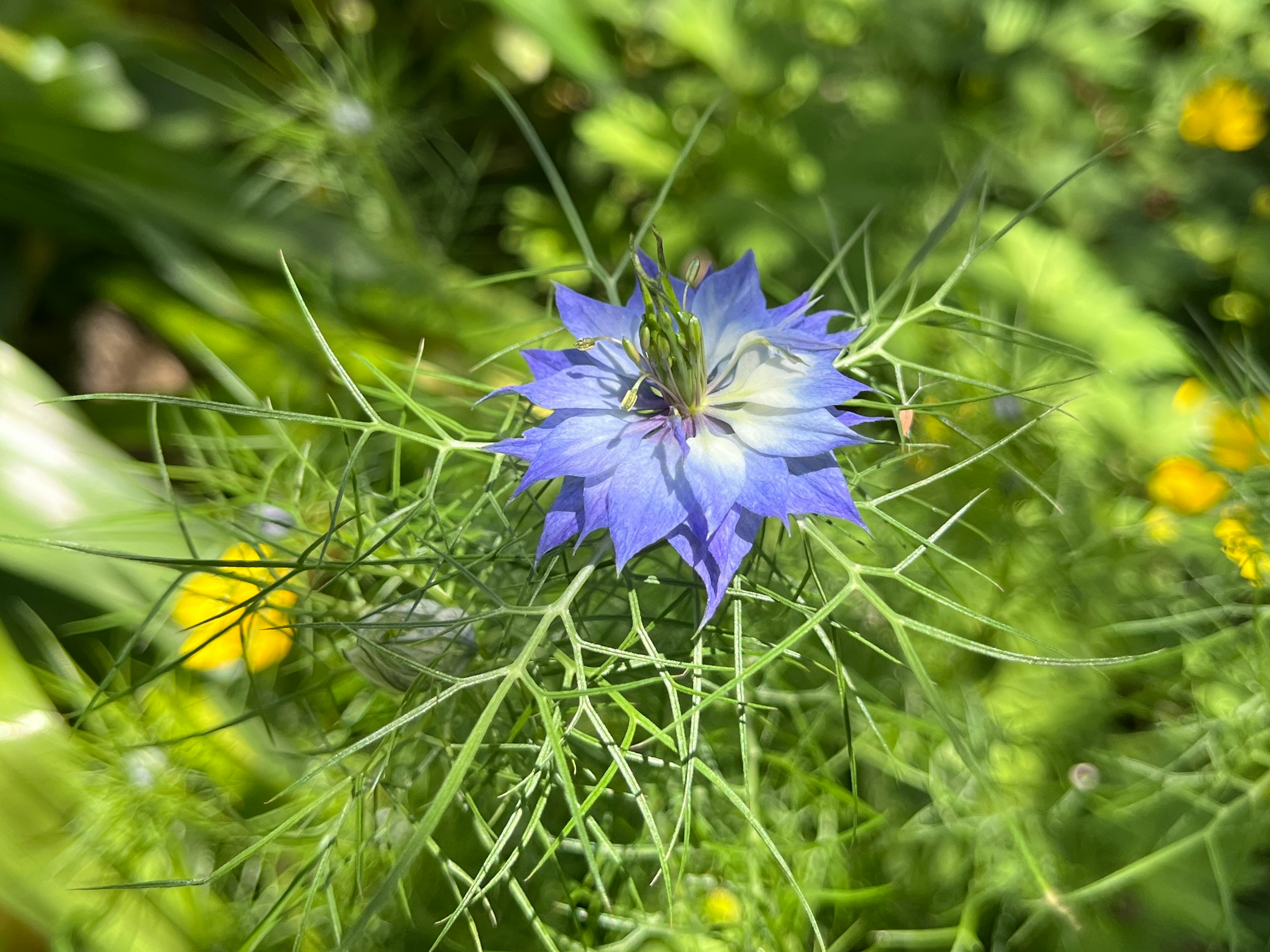 Close-up bunga biru dengan daun hijau halus