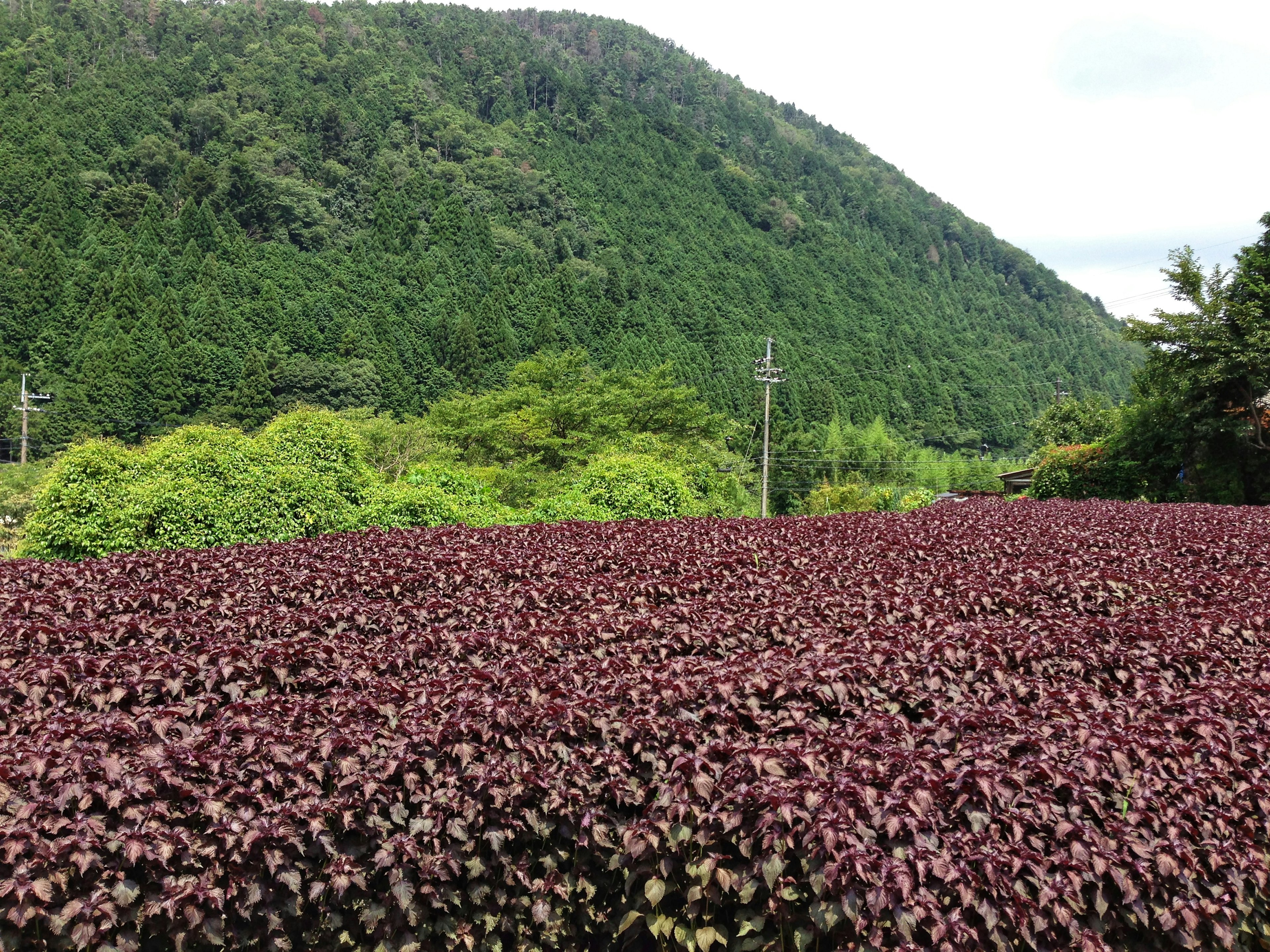 Expanse of purple-leaved plants with green mountains in the background