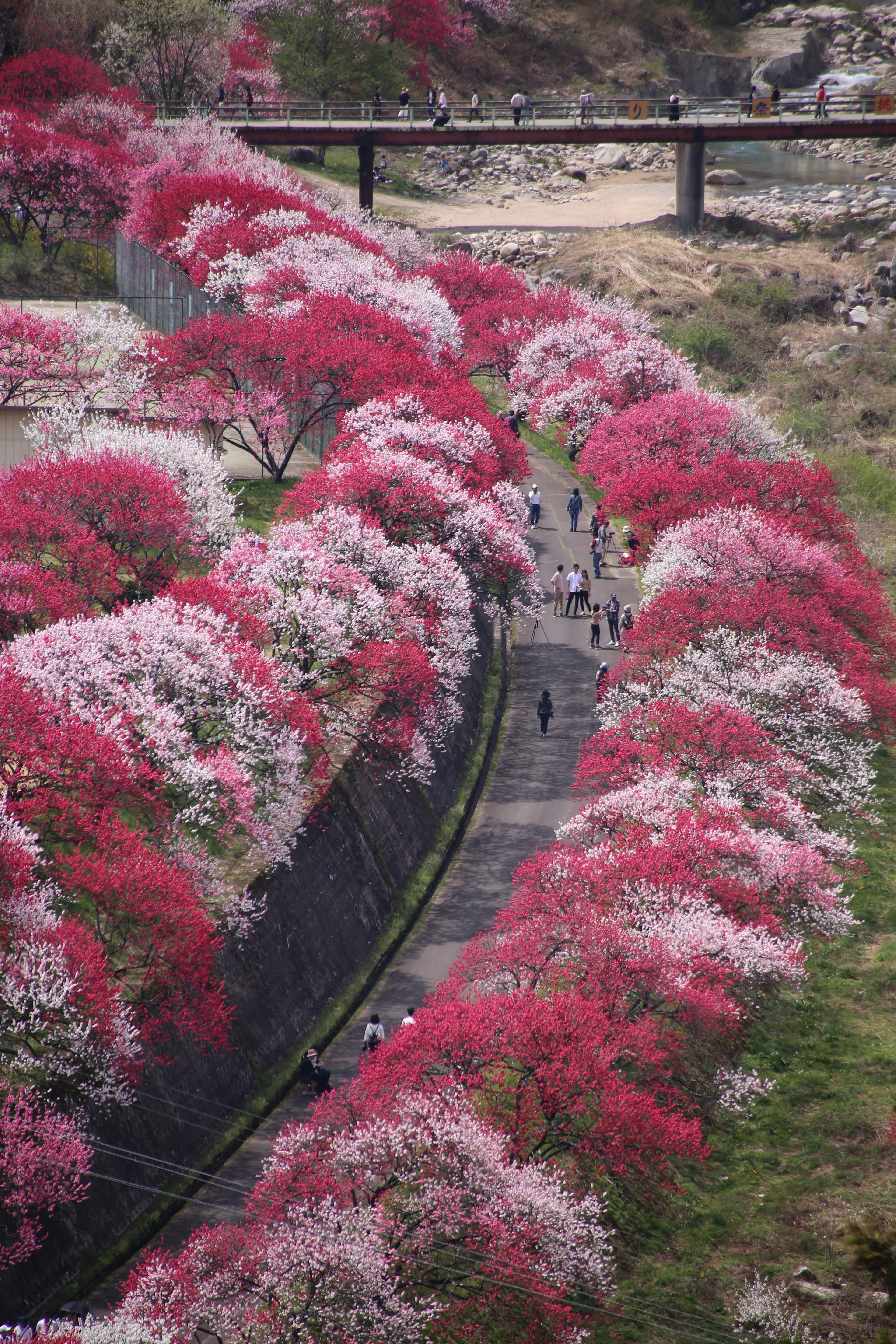 色とりどりの花が咲く並木道と橋が見える風景