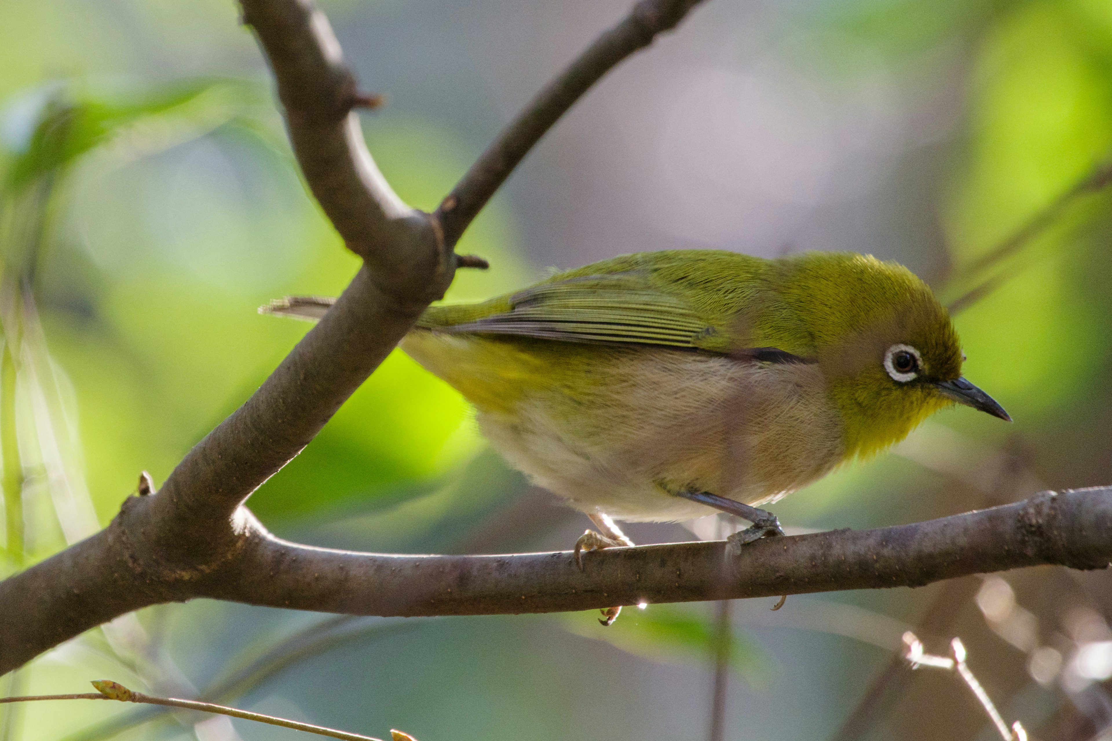 A small green bird perched on a branch with blurred green leaves in the background