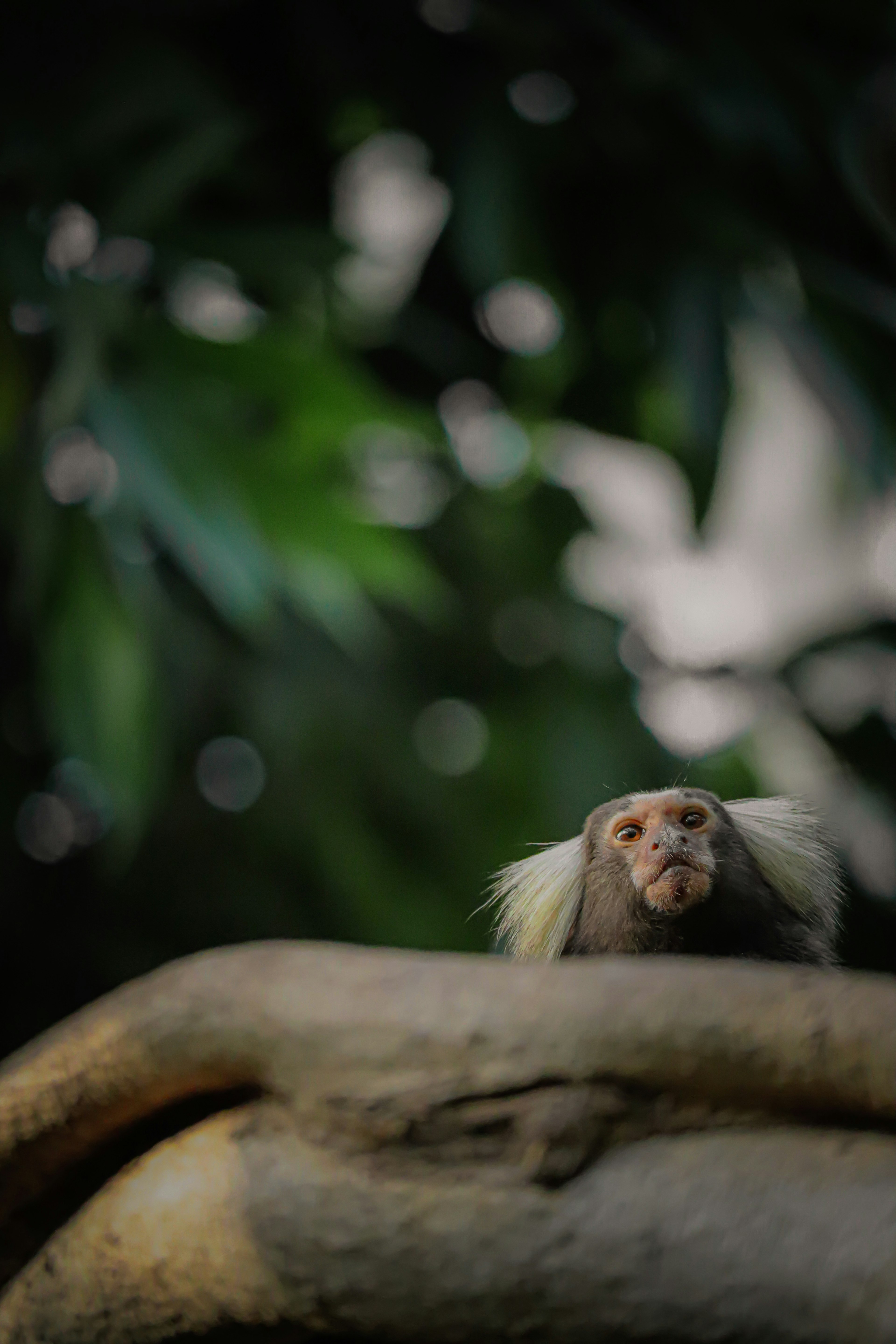 Image of a monkey sitting on a tree branch with a green background