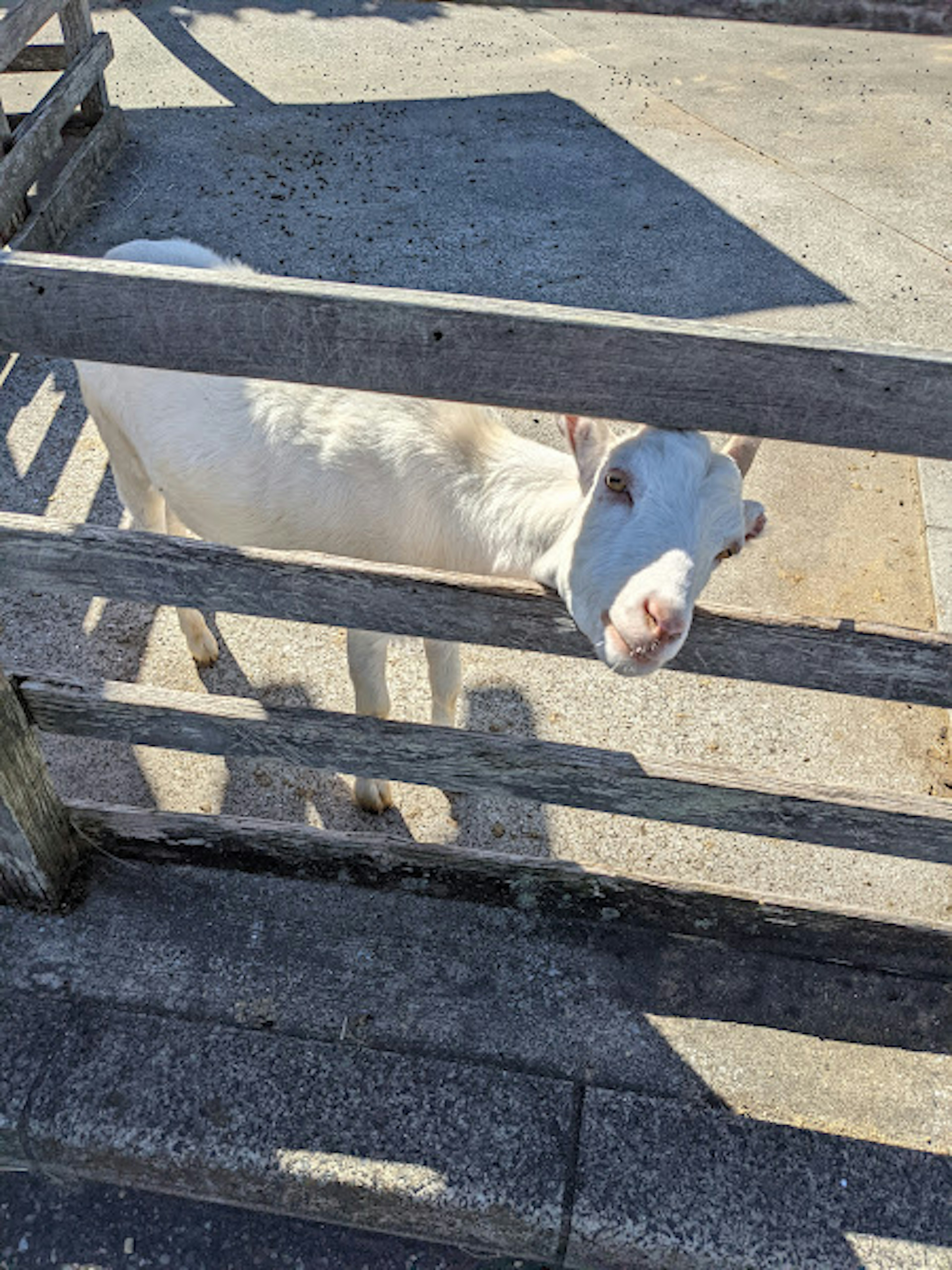 Una mucca bianca che guarda attraverso una recinzione di legno