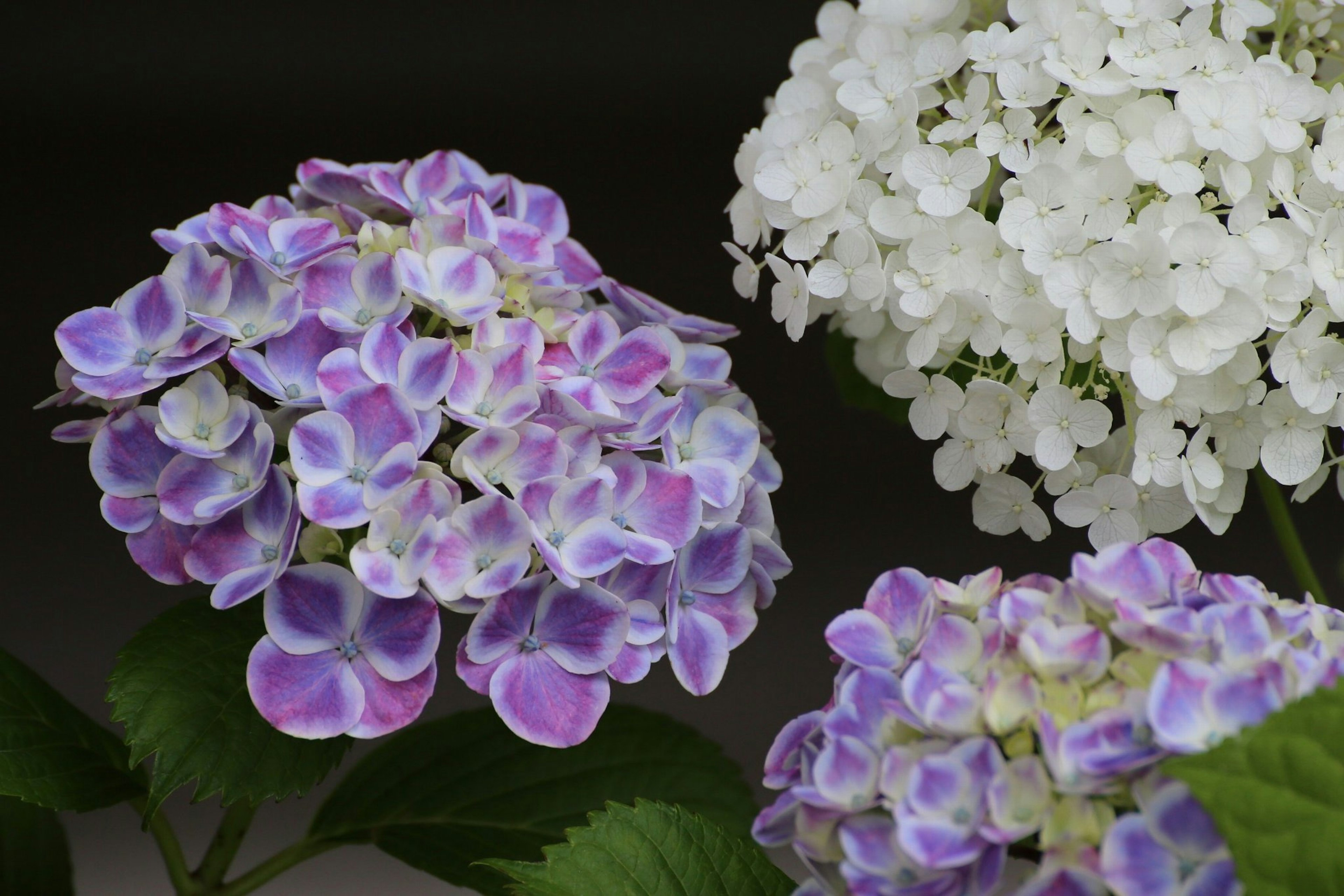 ภาพสวยของดอกไฮเดรนเยียสีม่วงและสีขาว