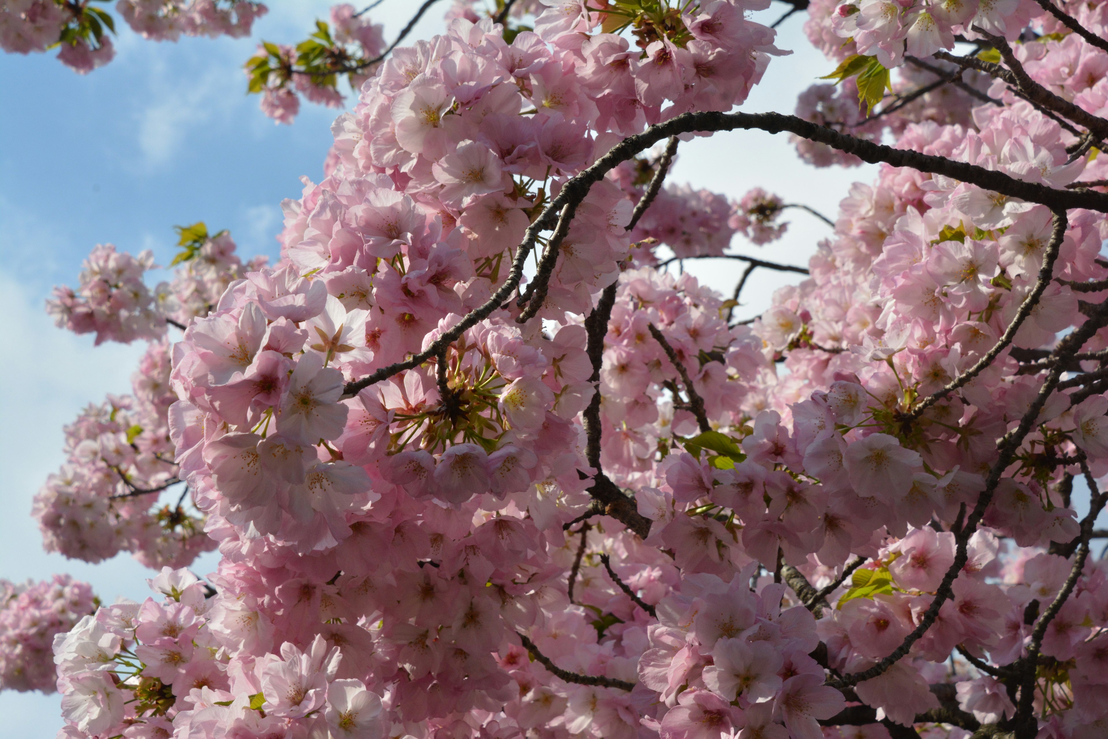 Acercamiento de ramas de cerezo en flor con flores rosas